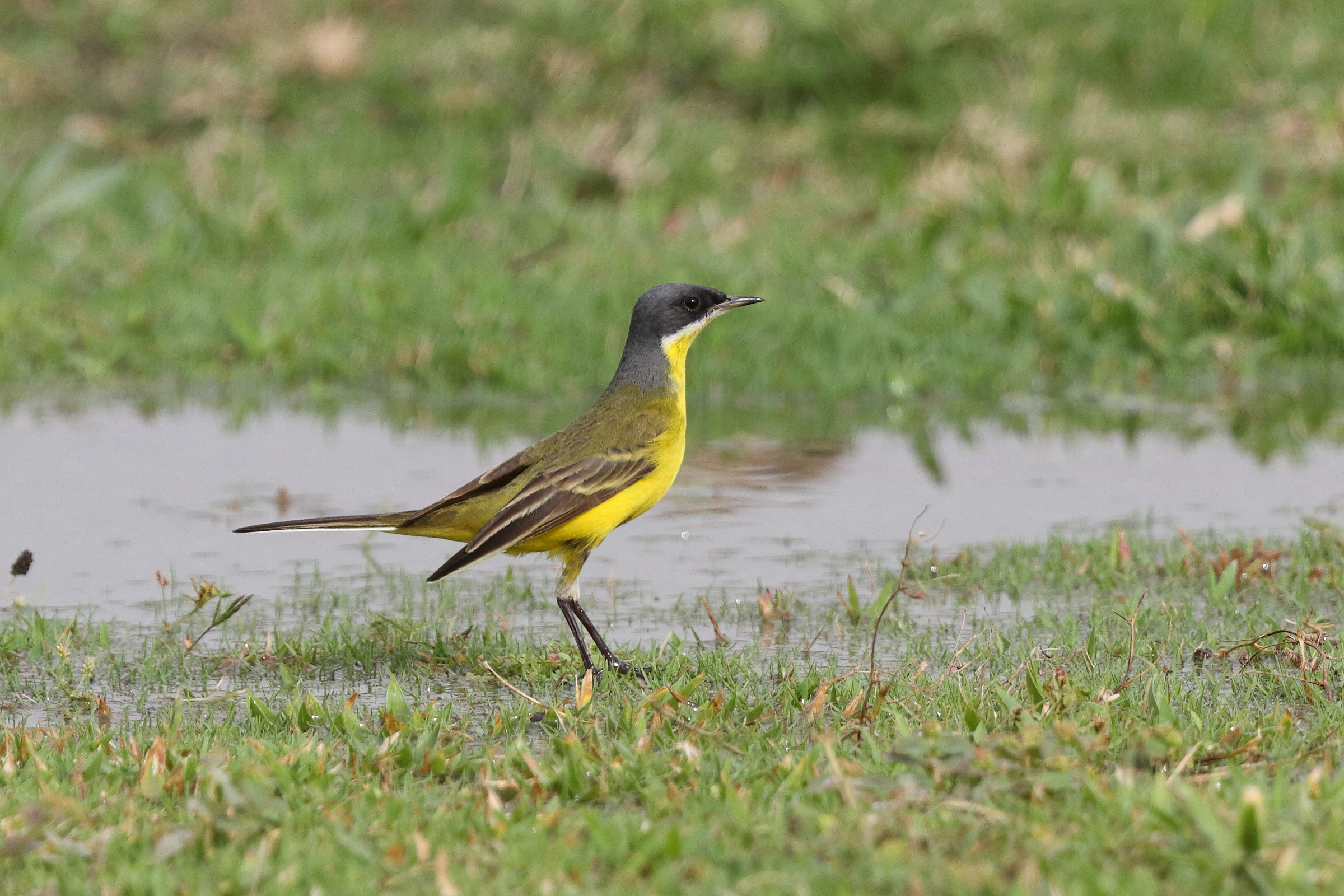 'Grey-headed' Yellow Wagtail. Qatar, 01 May 2014 © Neil G. Morris.