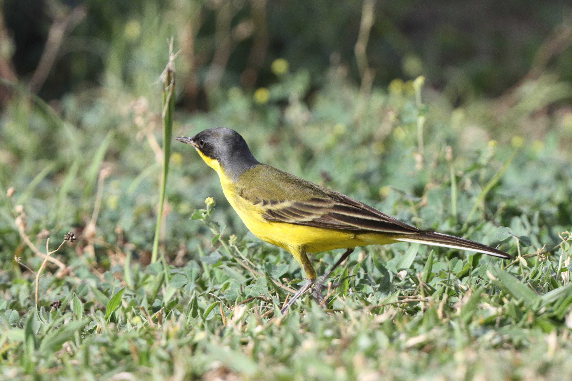 'Grey-headed' Yellow Wagtail. Qatar, 05 May 2014 © Neil G. Morris.