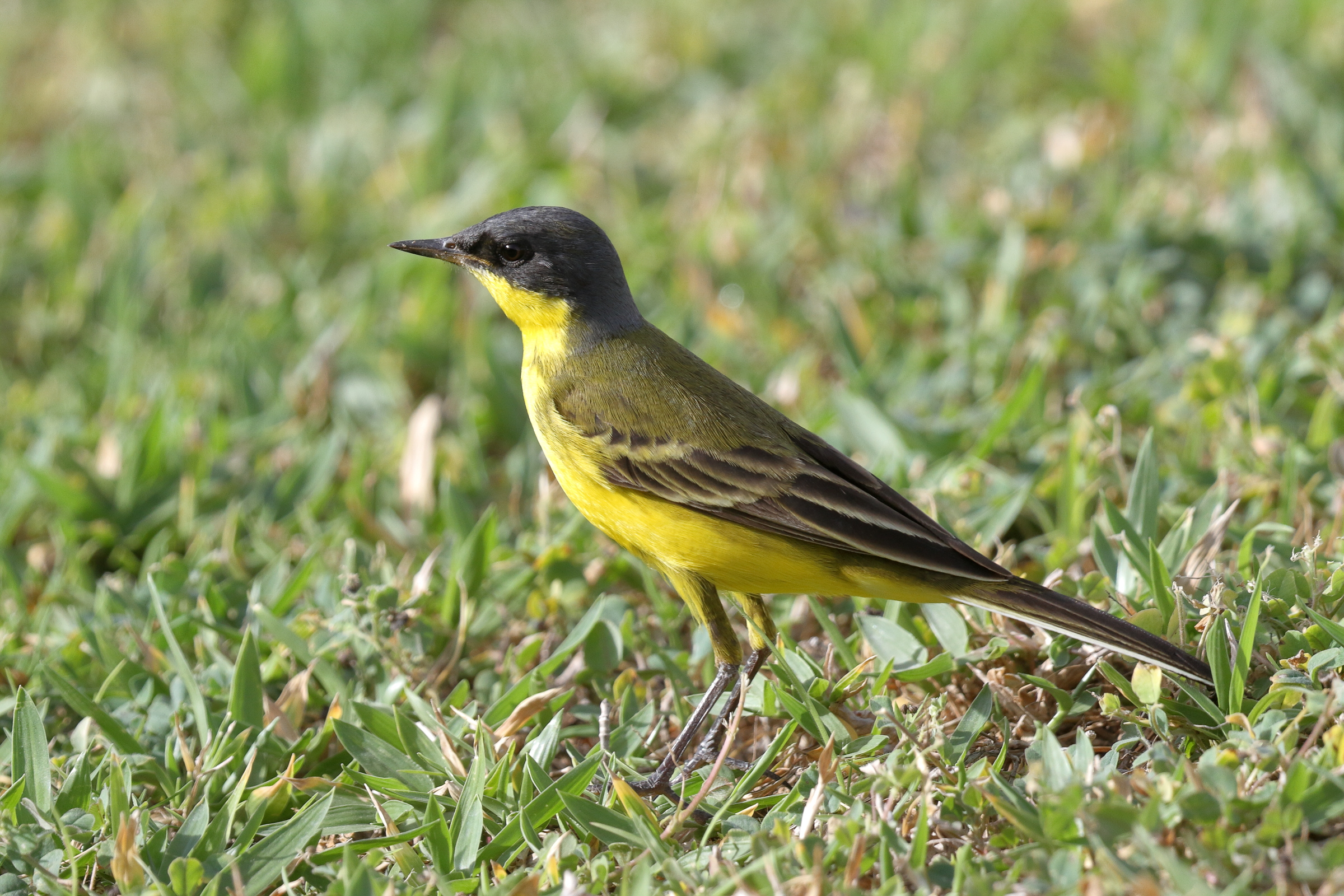 'Grey-headed' Yellow Wagtail. Qatar, 05 May 2014 © Neil G. Morris.