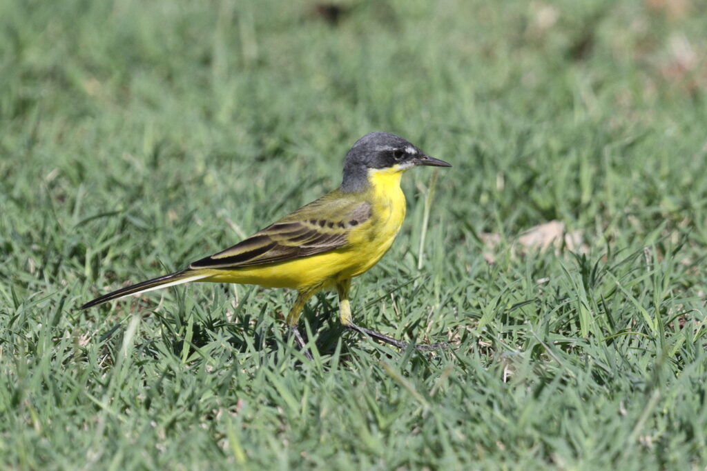 Putative Eastern Yellow Wagtail. Qatar, 01 April 2015 © Neil G. Morris.