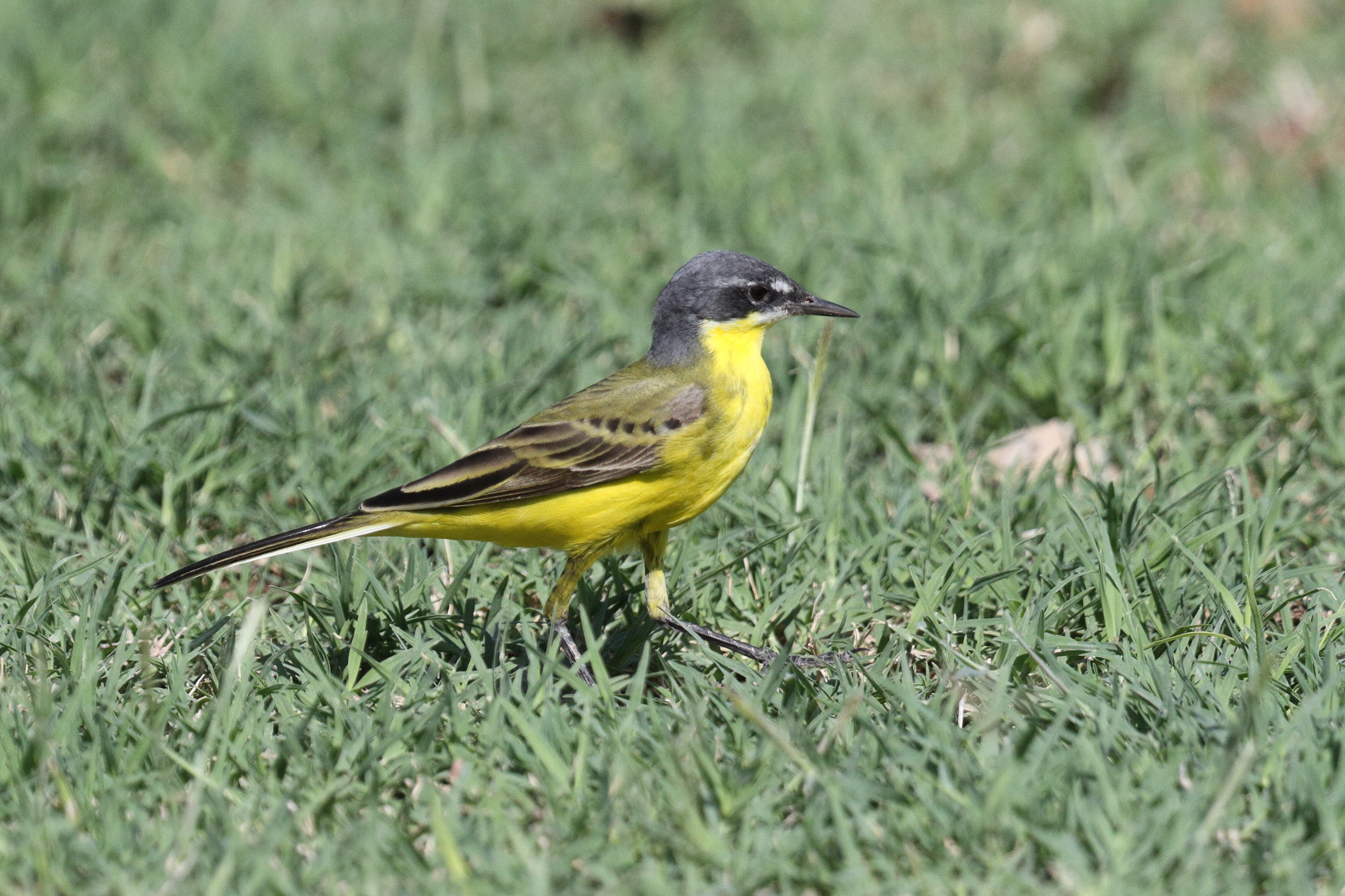 Putative Eastern Yellow Wagtail. Qatar, 01 April 2015 © Neil G. Morris.