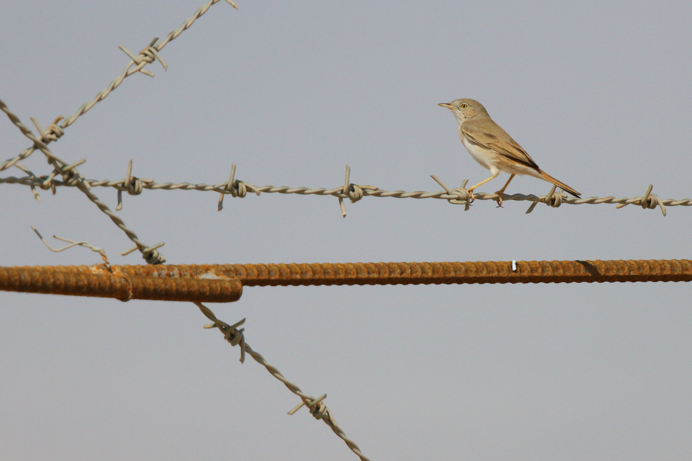 Asian Desert Warbler. Qatar, 11 October 2012 © Neil G. Morris.