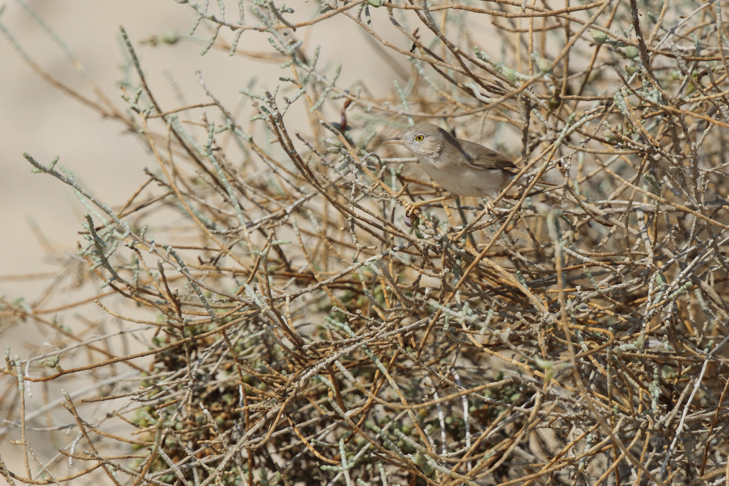 Asian Desert Warbler. Qatar, 11 October 2012 © Neil G. Morris.