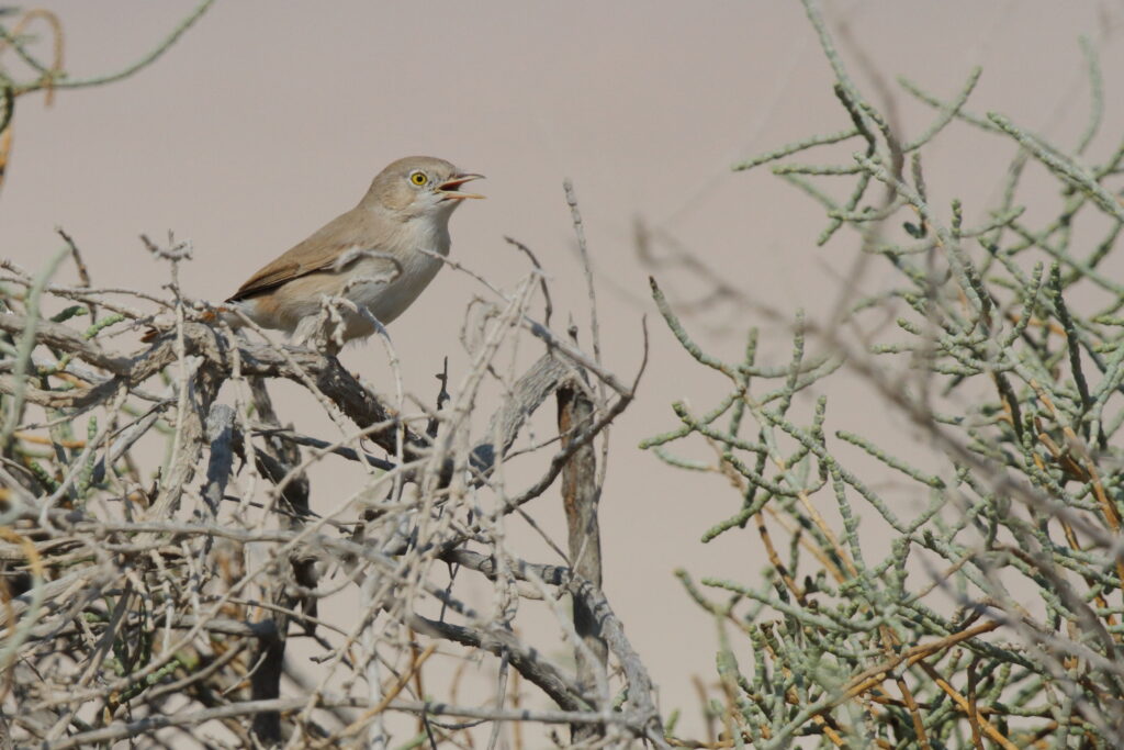 Asian Desert Warbler. Qatar, 11 October 2012 © Neil G. Morris.
