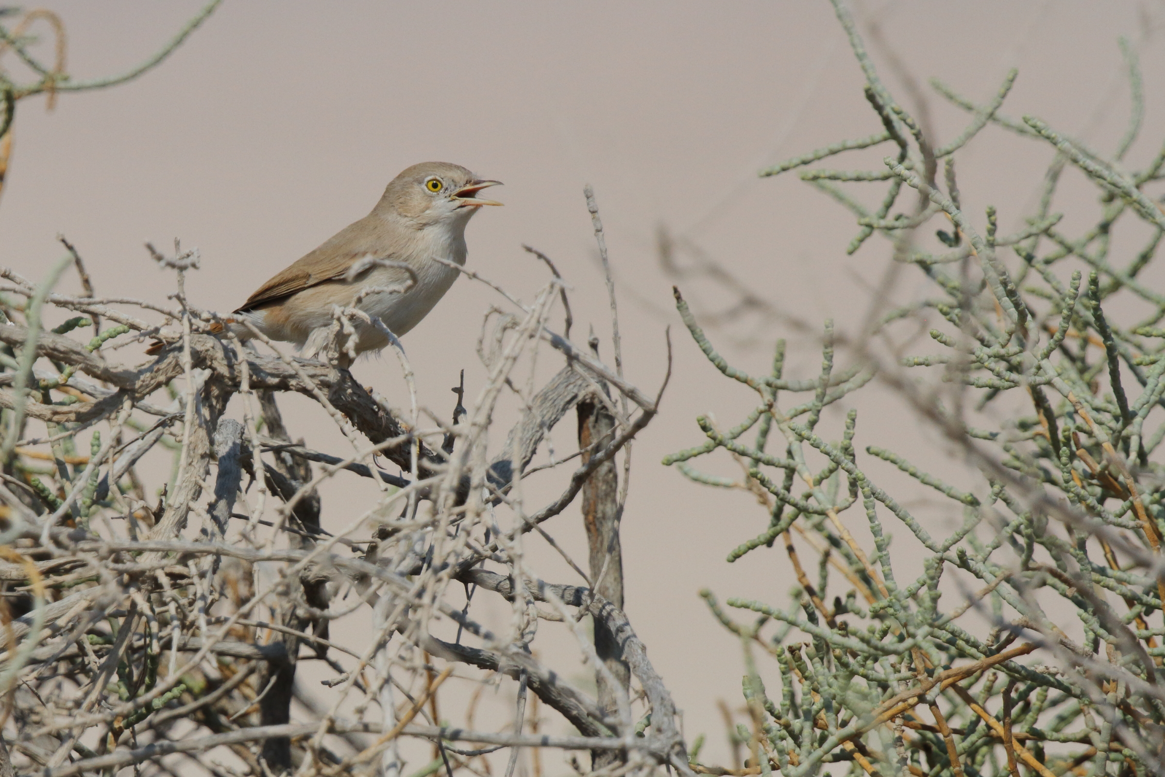 Asian Desert Warbler. Qatar, 11 October 2012 © Neil G. Morris.