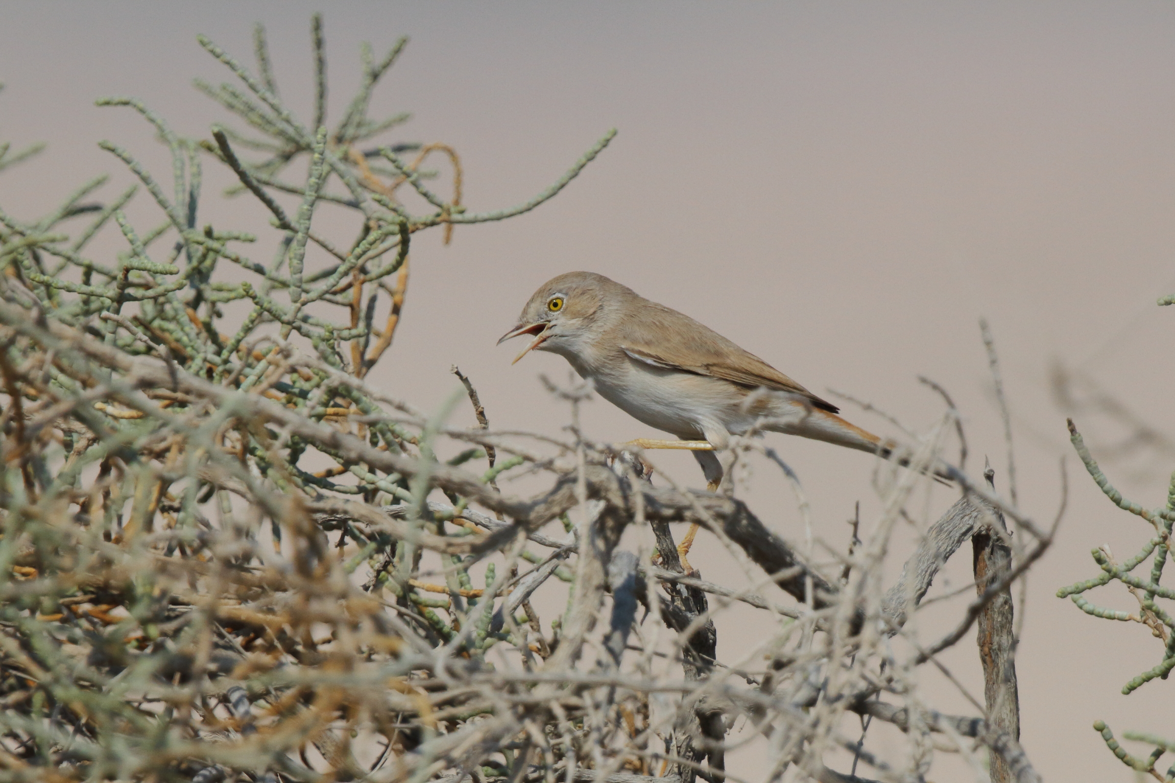 Asian Desert Warbler. Qatar, 11 October 2012 © Neil G. Morris.
