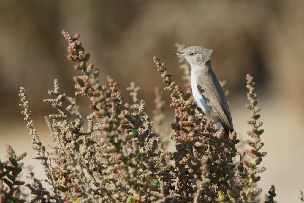 Asian Desert Warbler. Qatar, 31 October 2012 © Neil G. Morris.
