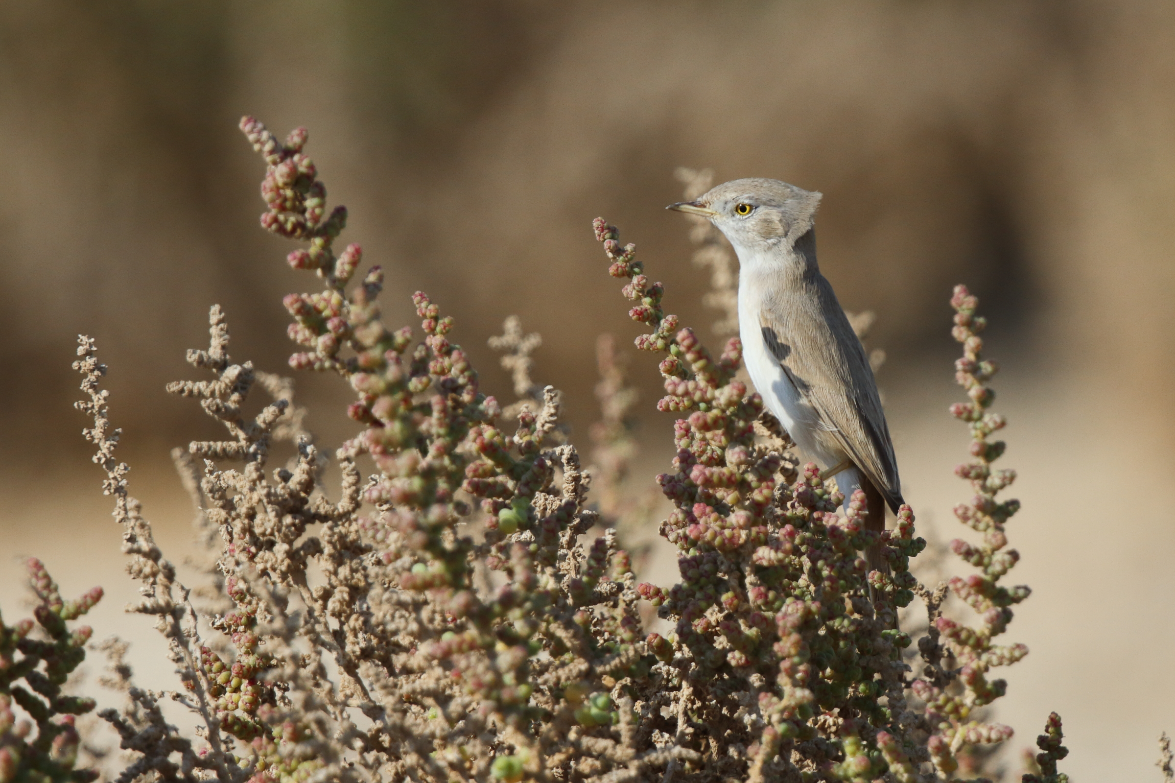Asian Desert Warbler. Qatar, 31 October 2012 © Neil G. Morris.