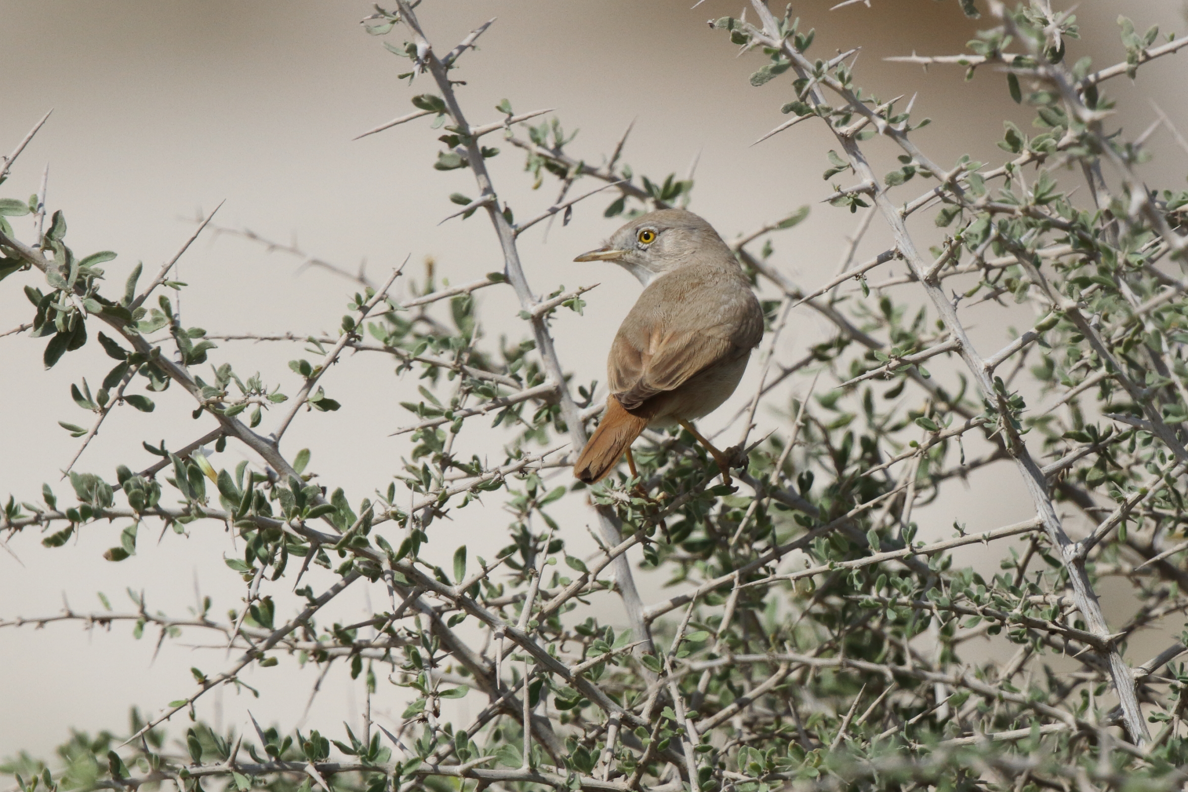 Asian Desert Warbler. Qatar, 14 November 2012 © Neil G. Morris.