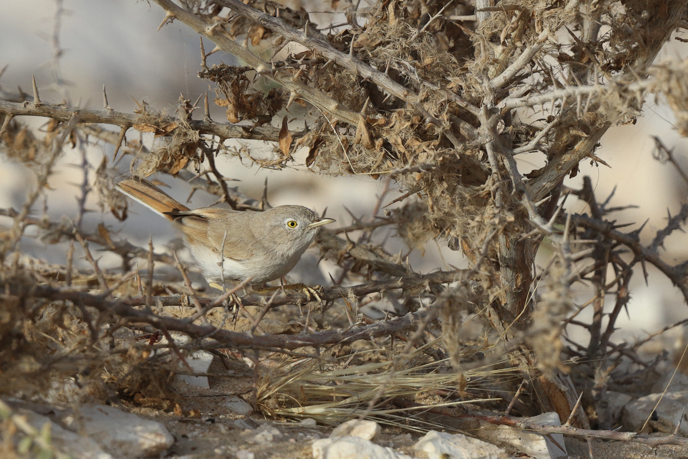 Asian Desert Warbler. Qatar, 18 March 2013 © Neil G. Morris.
