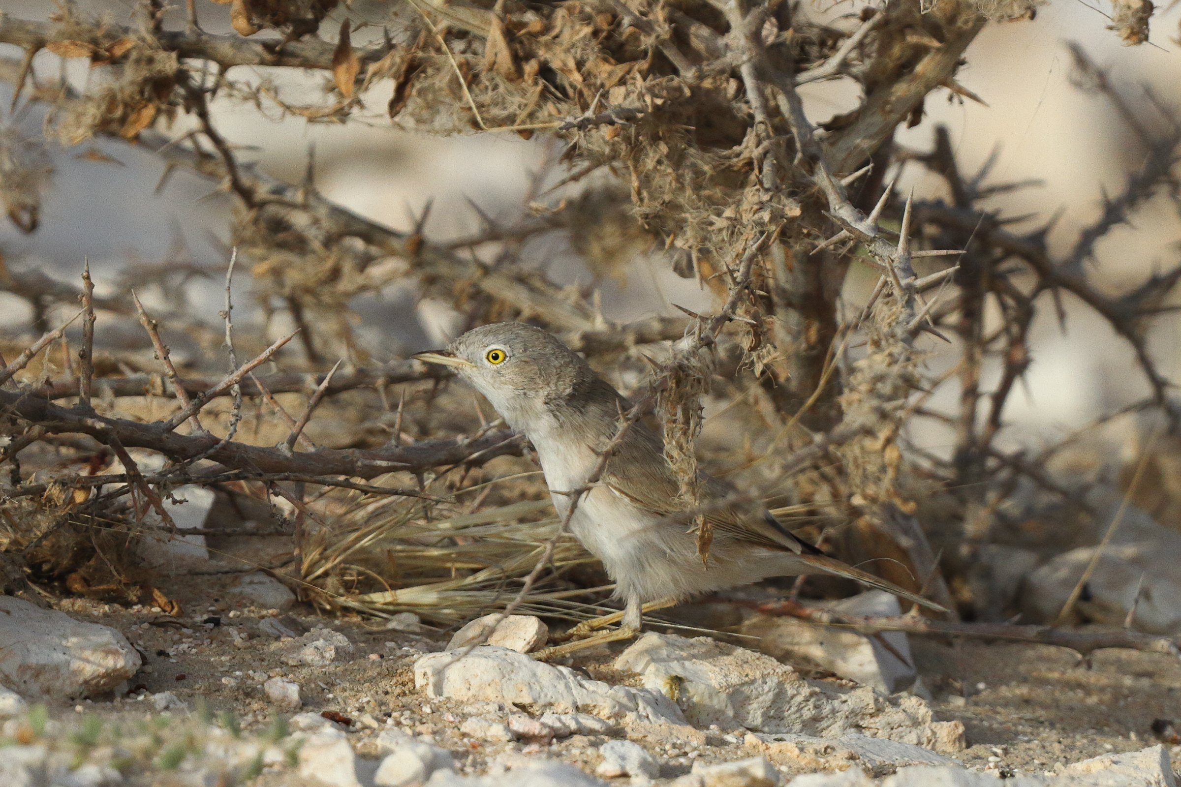 Asian Desert Warbler. Qatar, 18 March 2013 © Neil G. Morris.