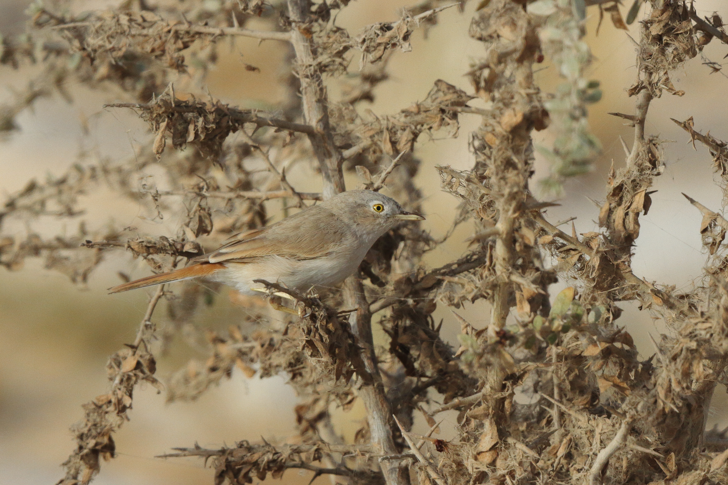 Asian Desert Warbler. Qatar, 18 March 2013 © Neil G. Morris.