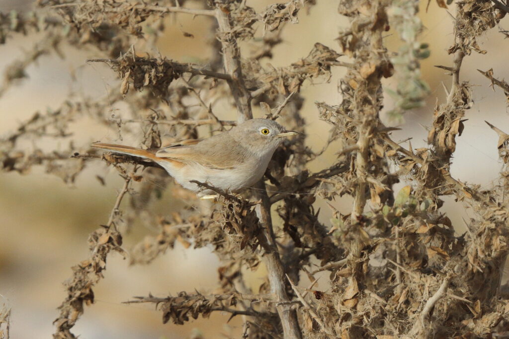 Asian Desert Warbler. Qatar, 18 March 2013 © Neil G. Morris.