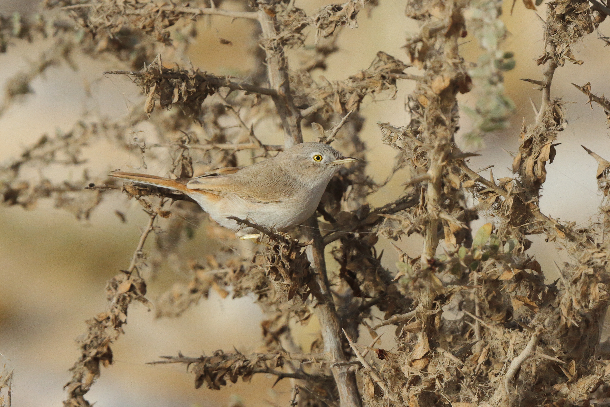 Asian Desert Warbler. Qatar, 18 March 2013 © Neil G. Morris.