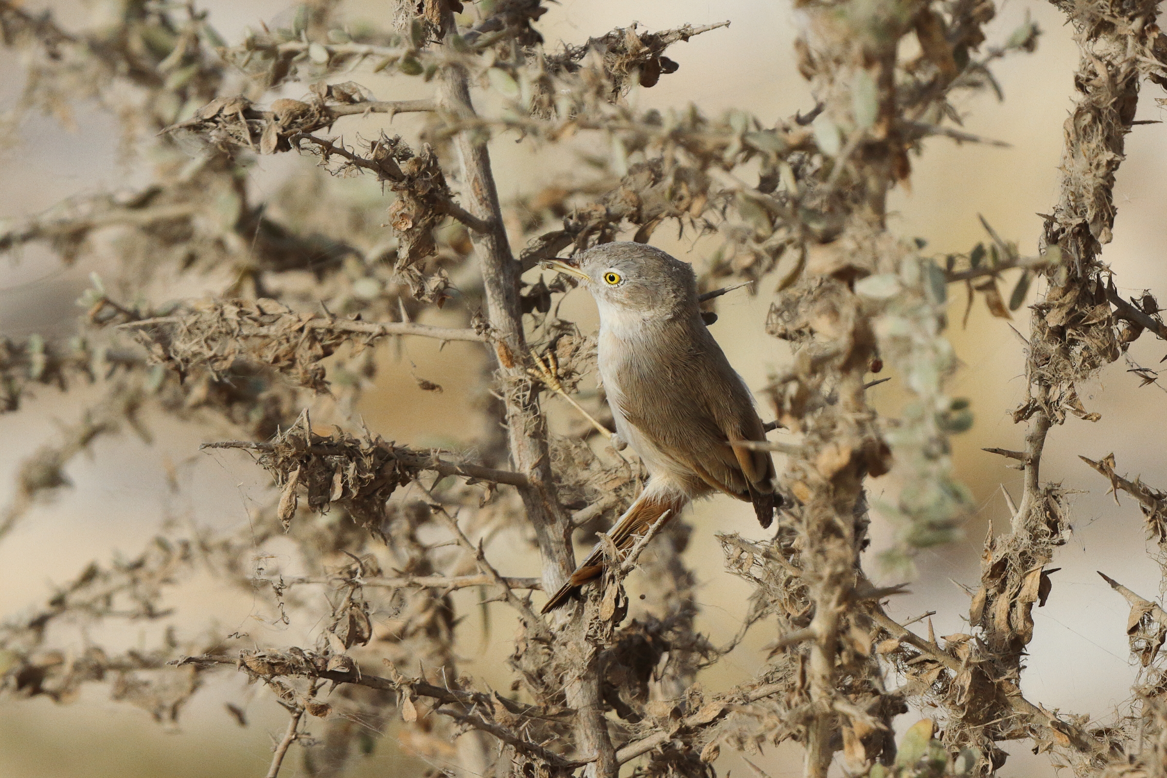 Asian Desert Warbler. Qatar, 18 March 2013 © Neil G. Morris.
