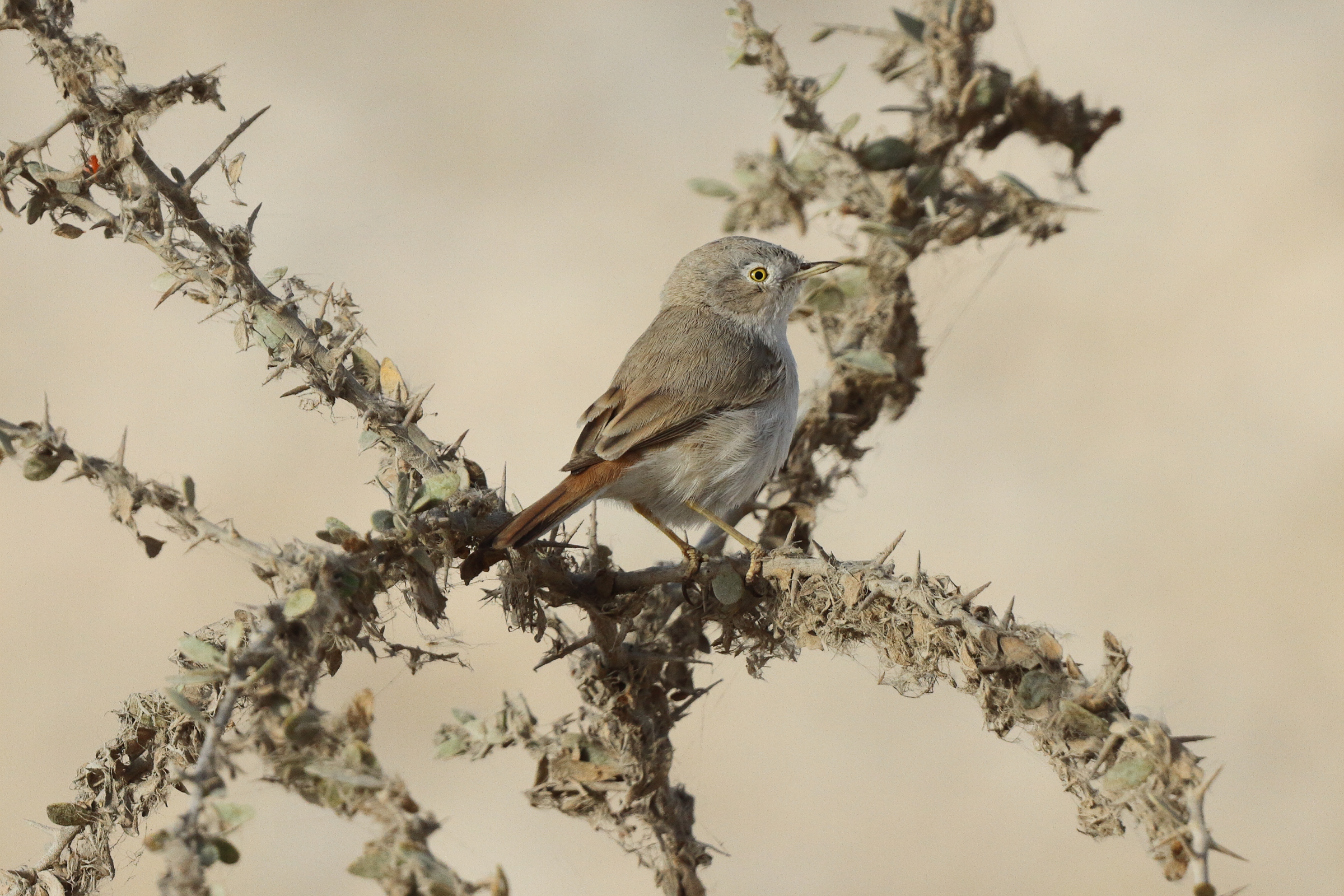 Asian Desert Warbler. Qatar, 18 March 2013 © Neil G. Morris.