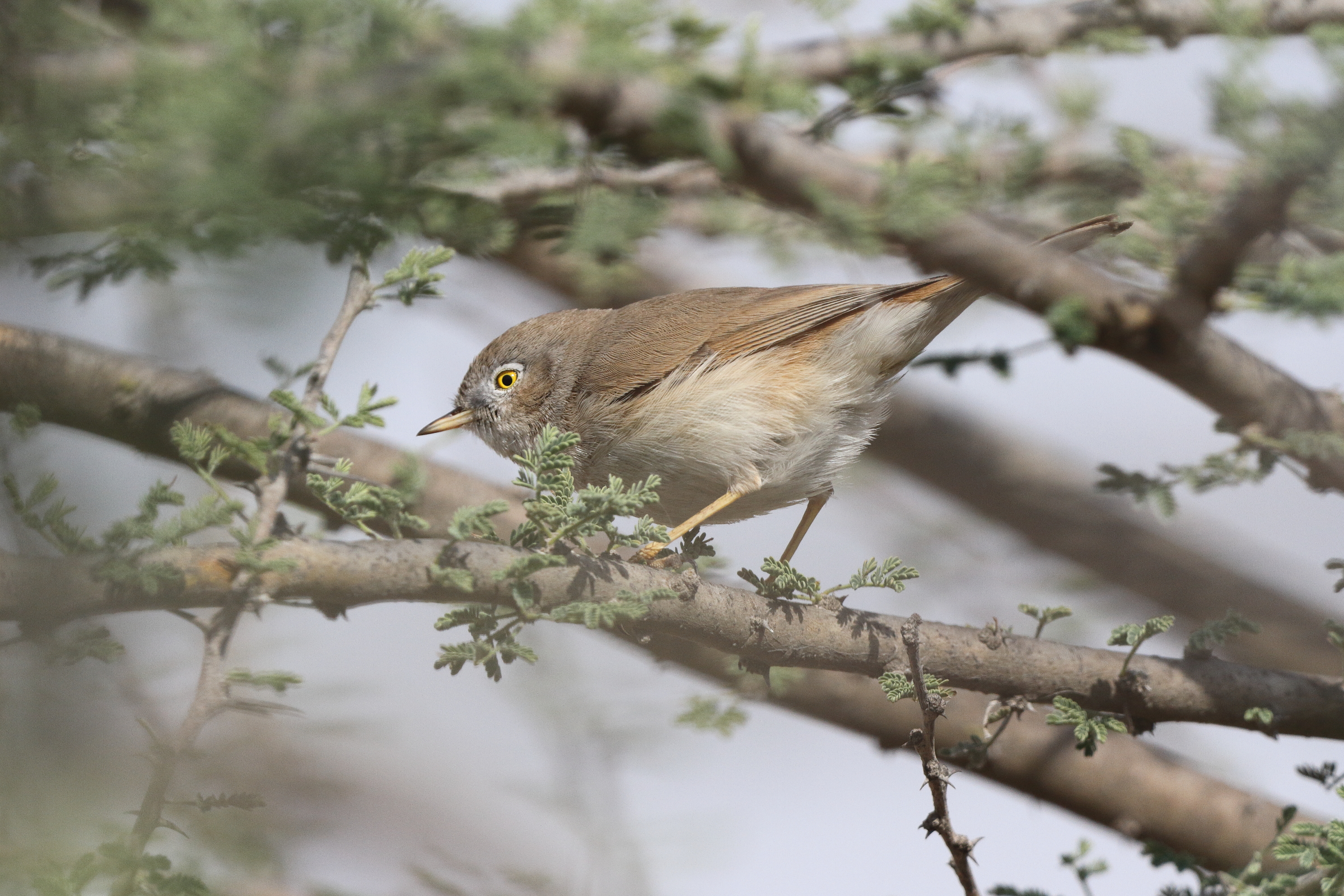 Asian Desert Warbler. Qatar, 16 January 2014 © Neil G. Morris.