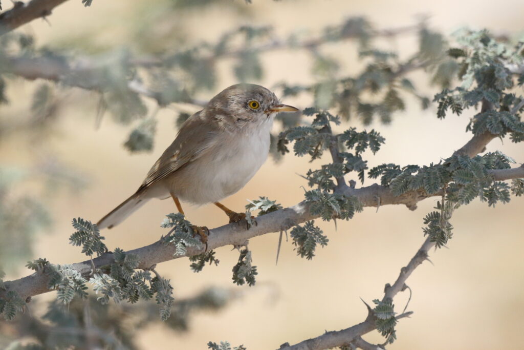 Asian Desert Warbler. Qatar, 03 March 2016 © Neil G. Morris.