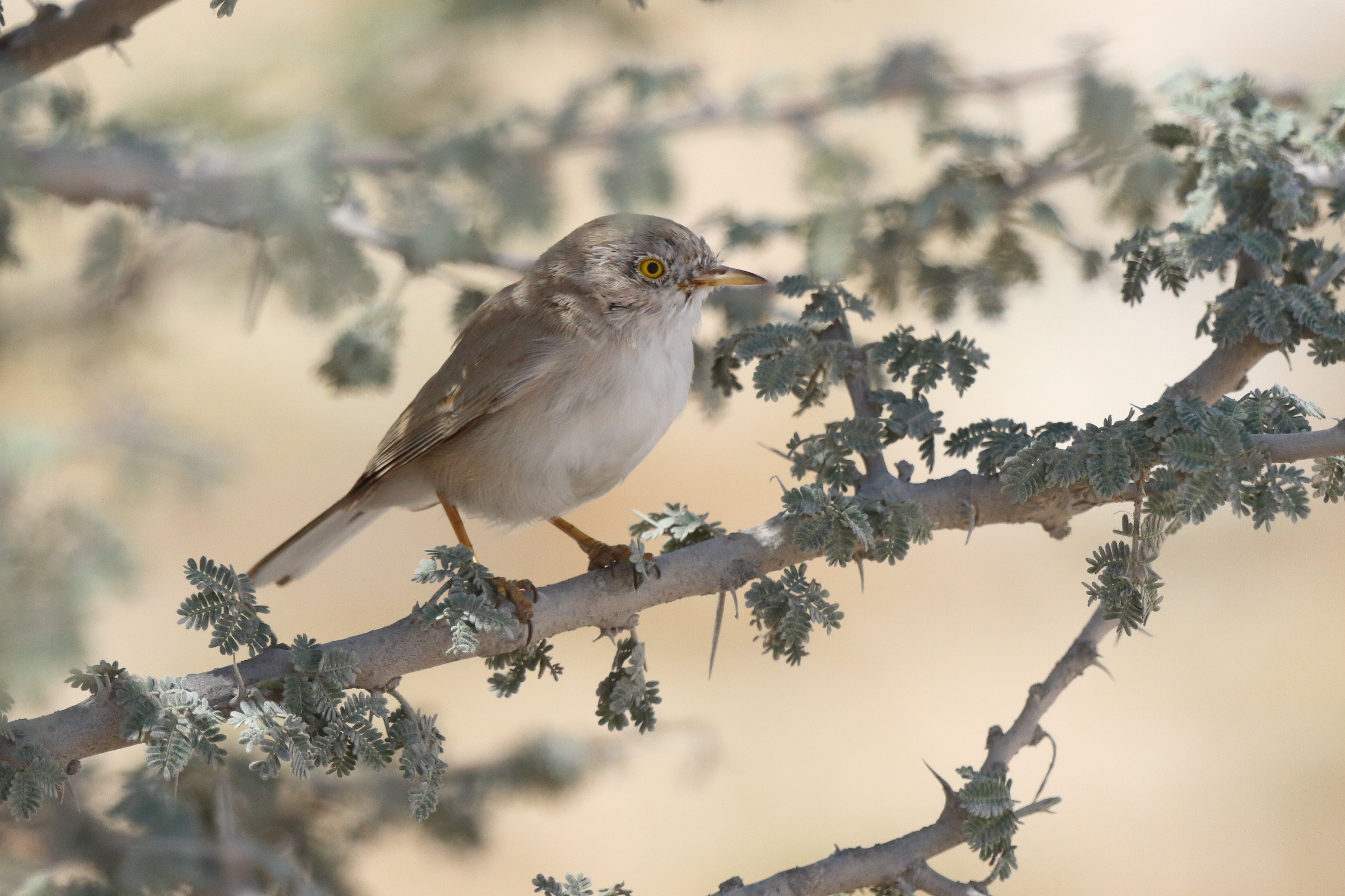 Asian Desert Warbler. Qatar, 03 March 2016 © Neil G. Morris.