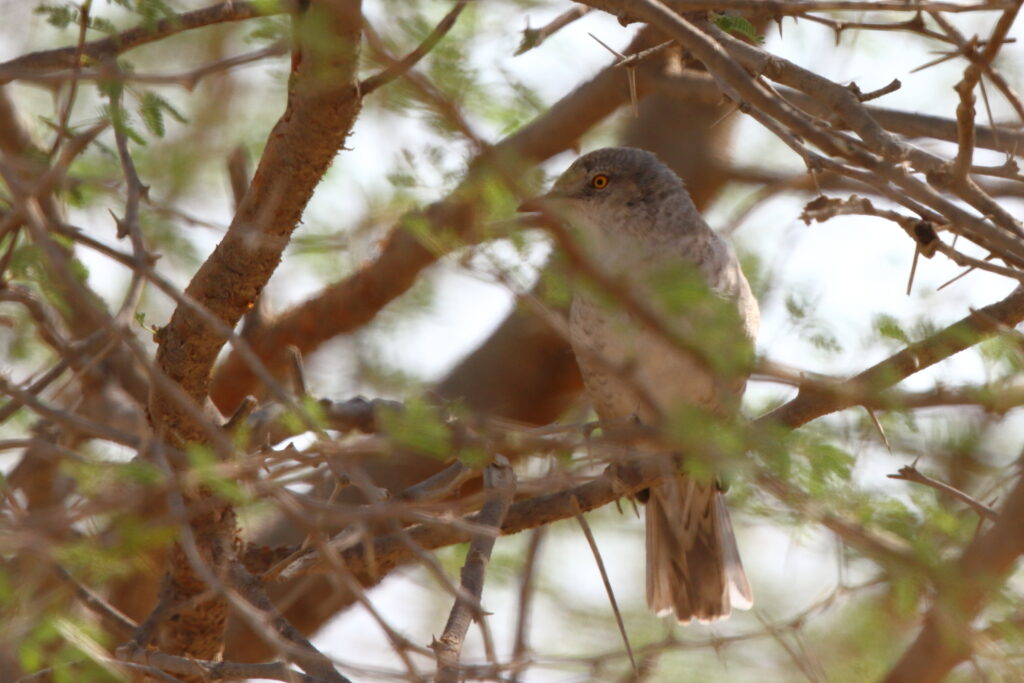 Barred Warbler. Qatar, 05 October 2012 © Neil G. Morris.