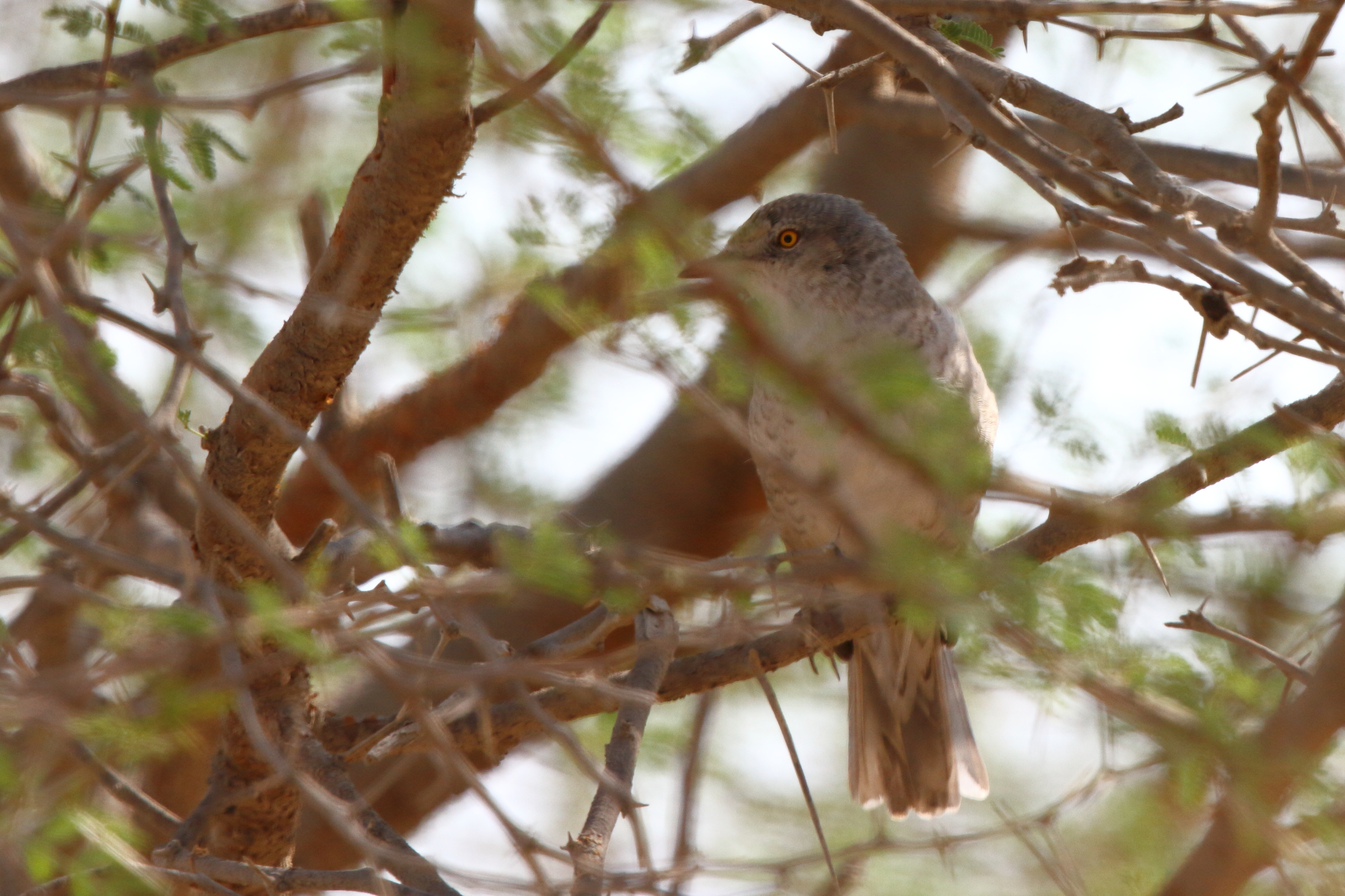 Barred Warbler. Qatar, 05 October 2012 © Neil G. Morris.