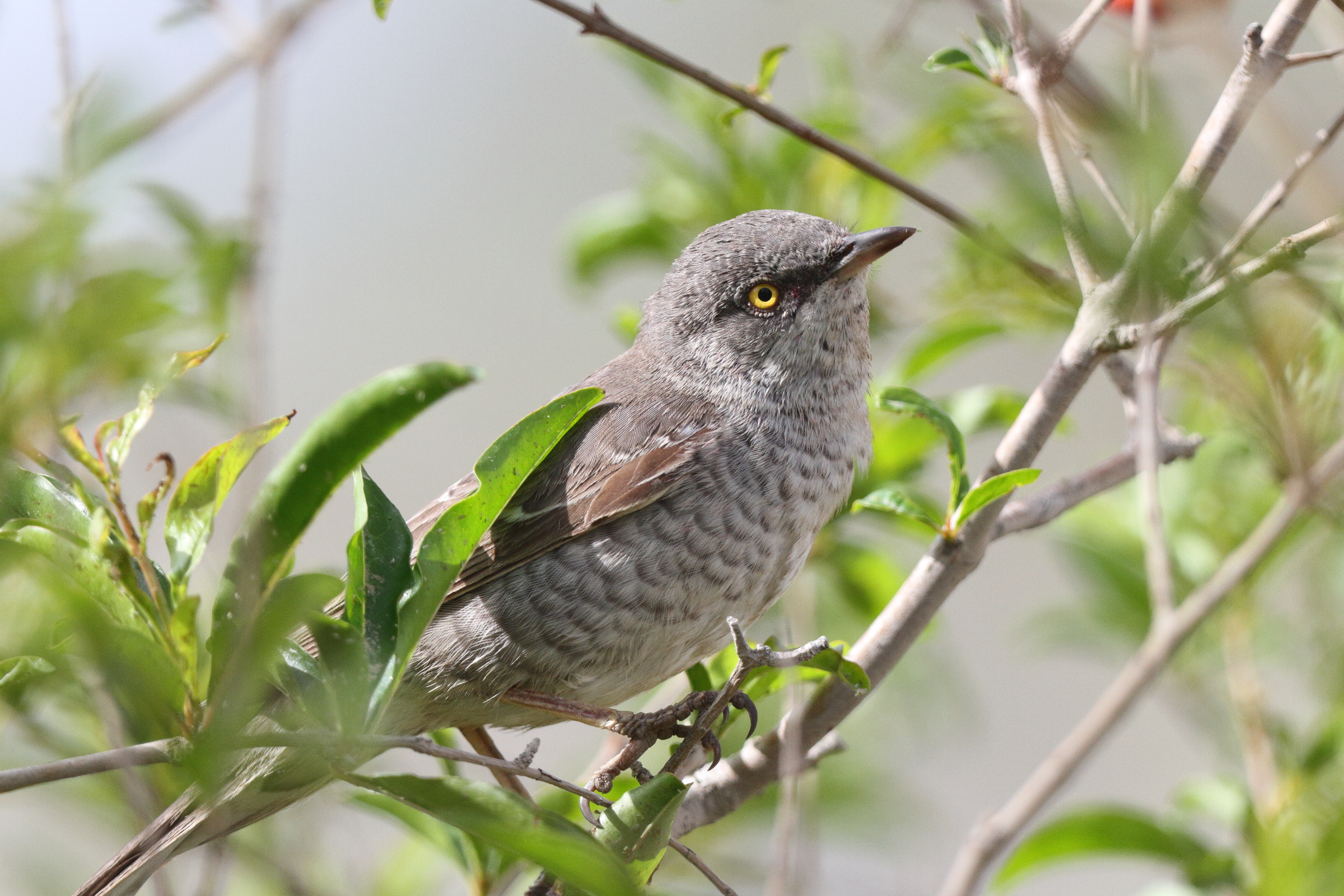 Barred Warbler. Qatar, 11 April 2013 © Neil G. Morris.