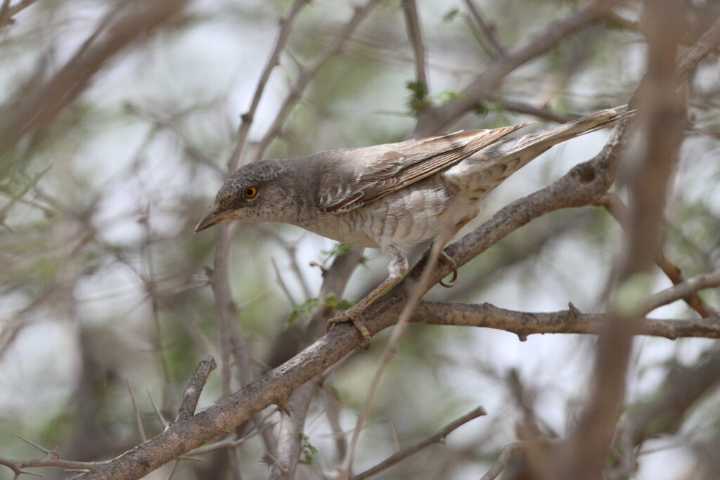 Barred Warbler. Qatar, 17 April 2013 © Neil G. Morris.