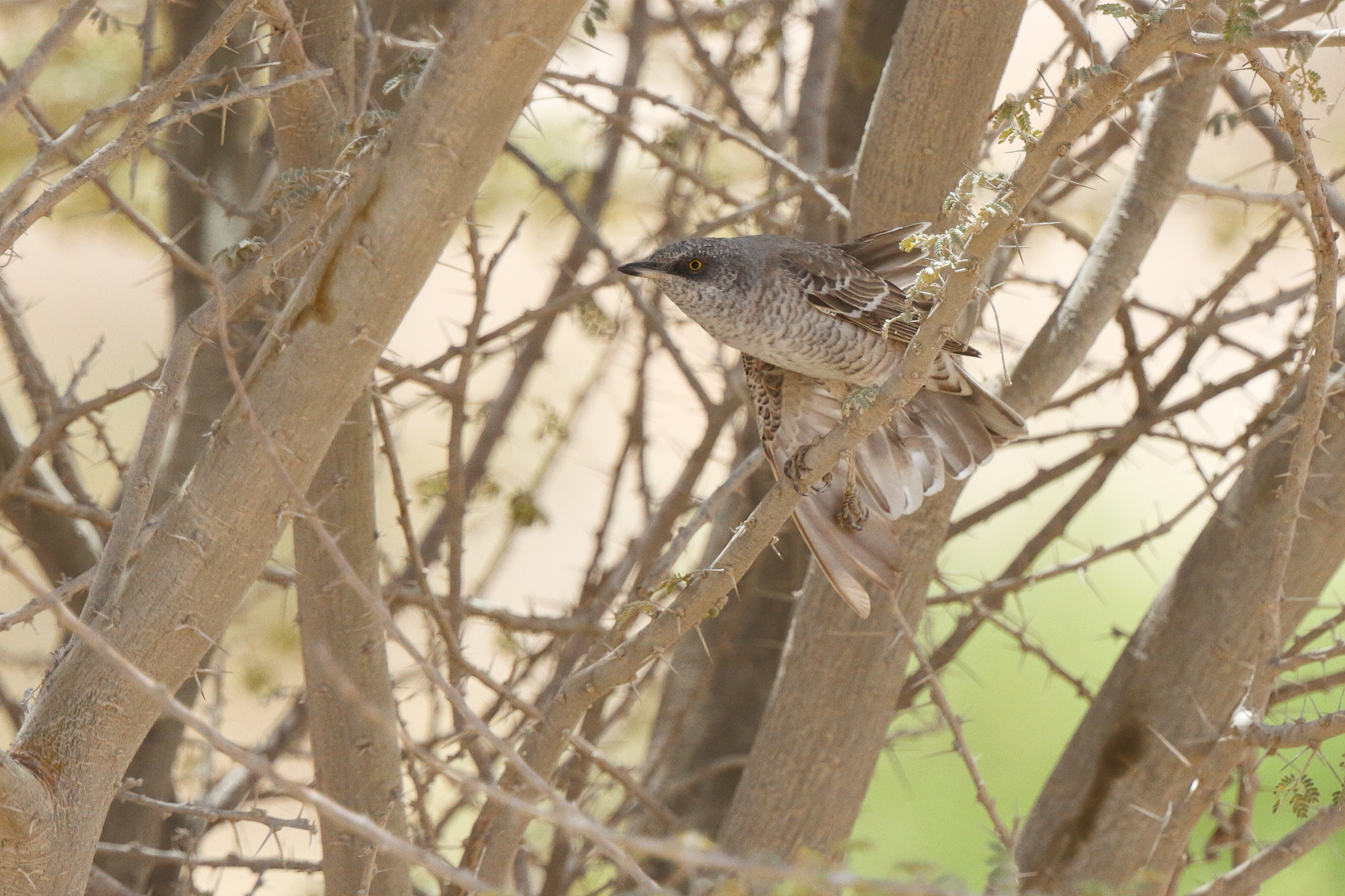 Barred Warbler. Qatar, 17 April 2013 © Neil G. Morris.