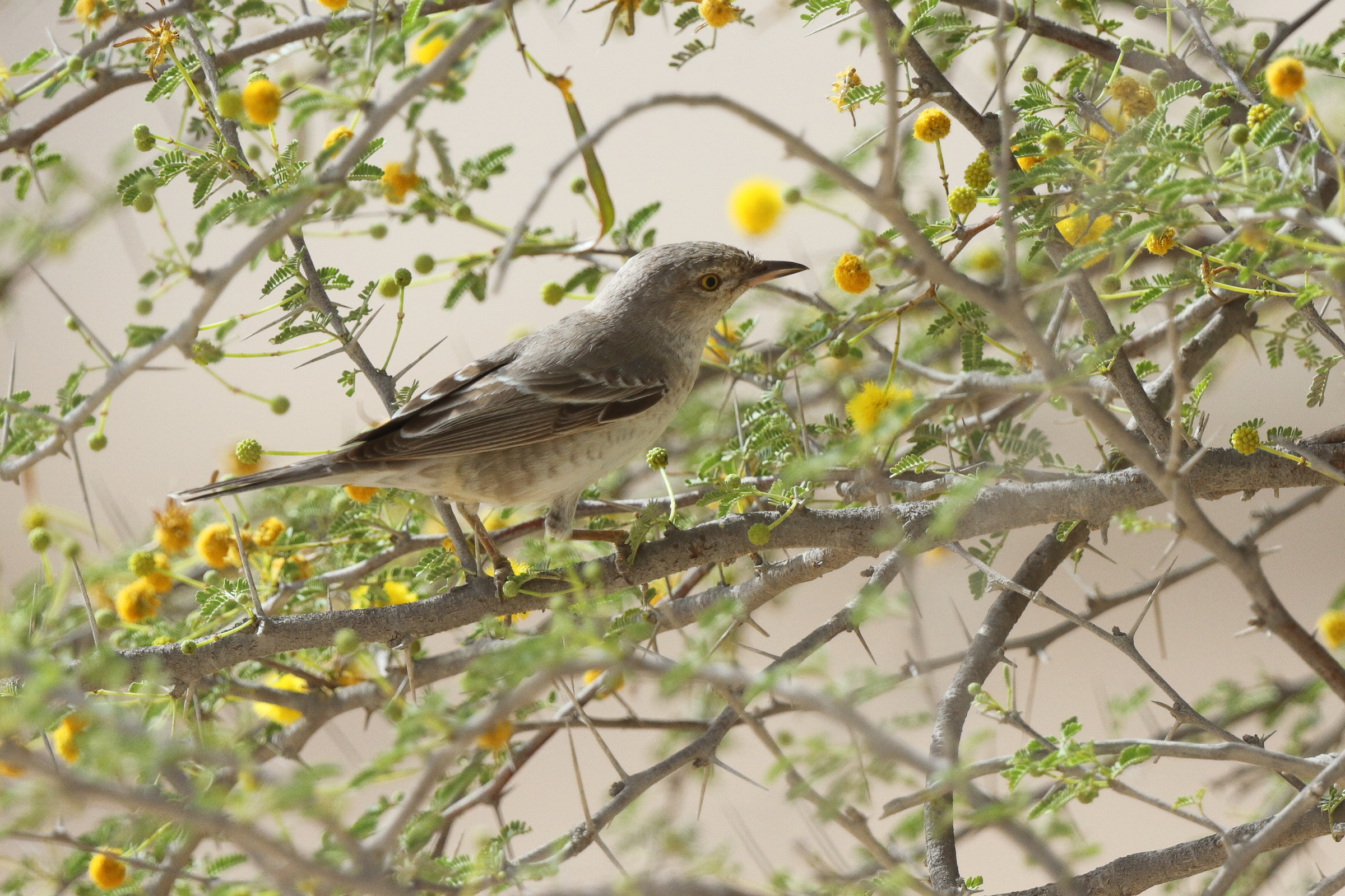 Barred Warbler. Qatar, 18 April 2013 © Neil G. Morris.