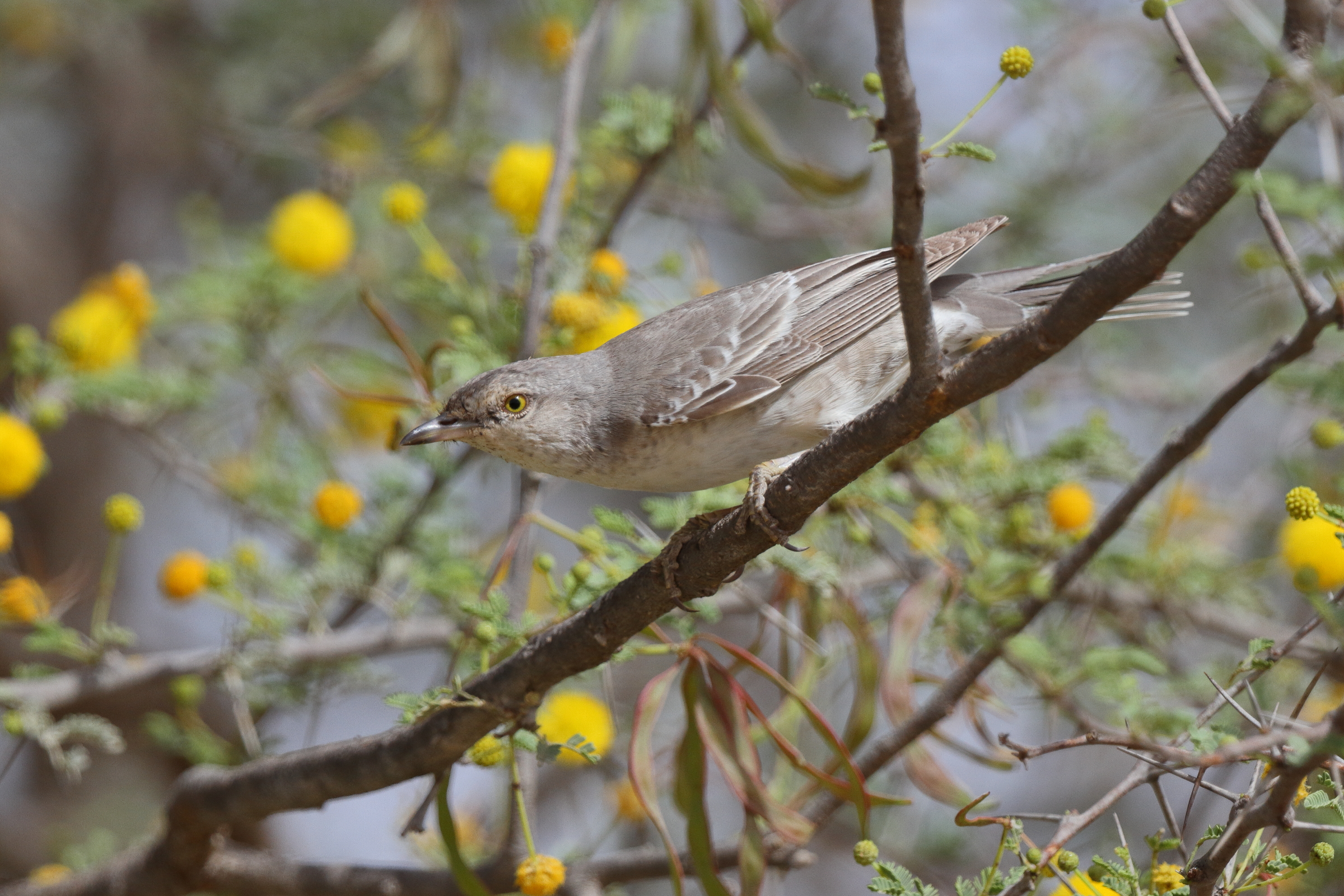 Barred Warbler. Qatar, 18 April 2013 © Neil G. Morris.