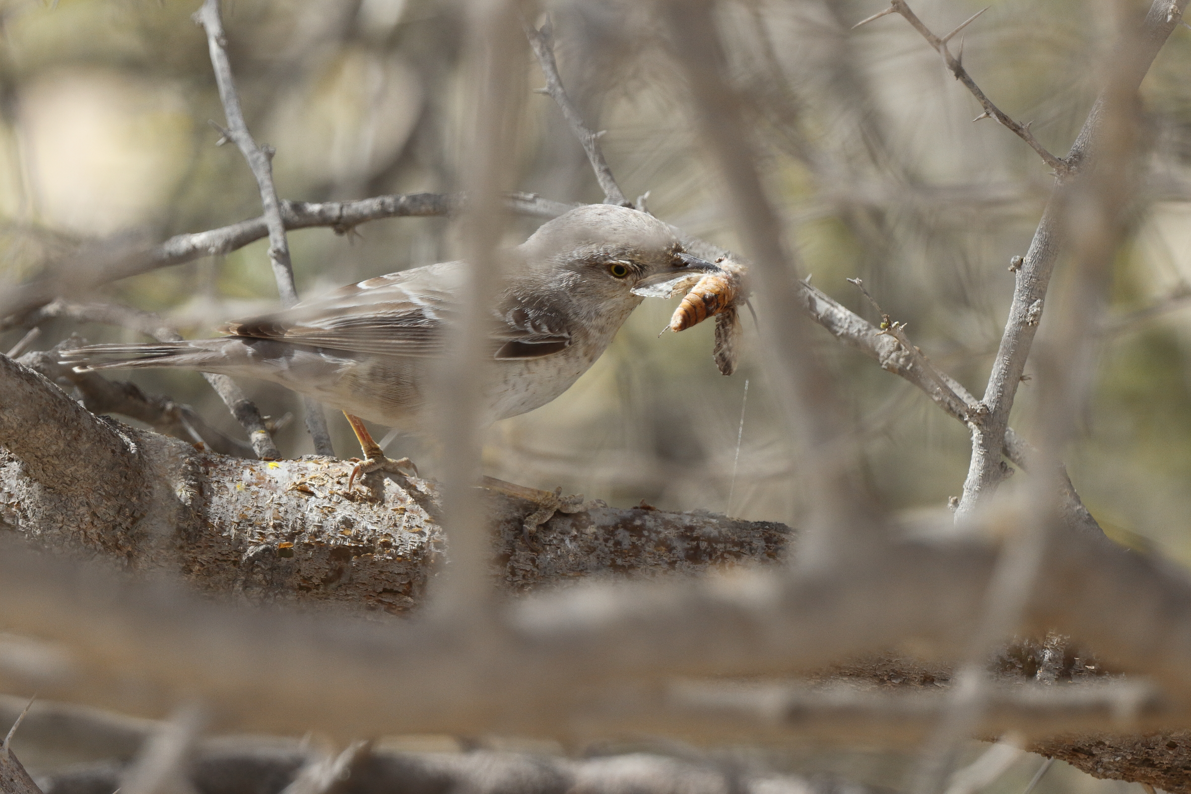 Barred Warbler. Qatar, 18 April 2013 © Neil G. Morris.