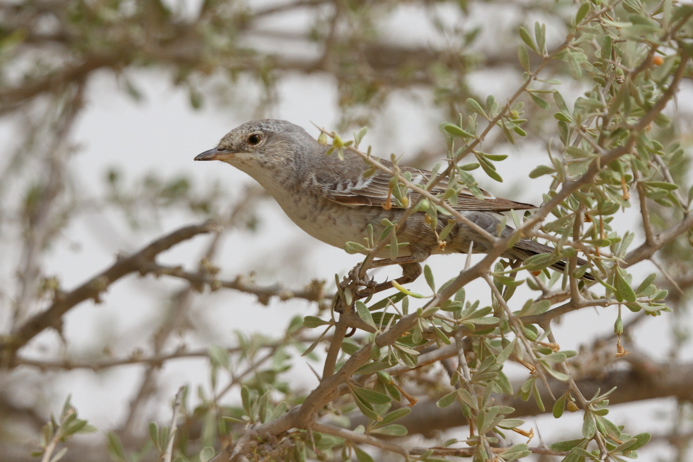 Barred Warbler. Qatar, 23 April 2013 © Neil G. Morris.