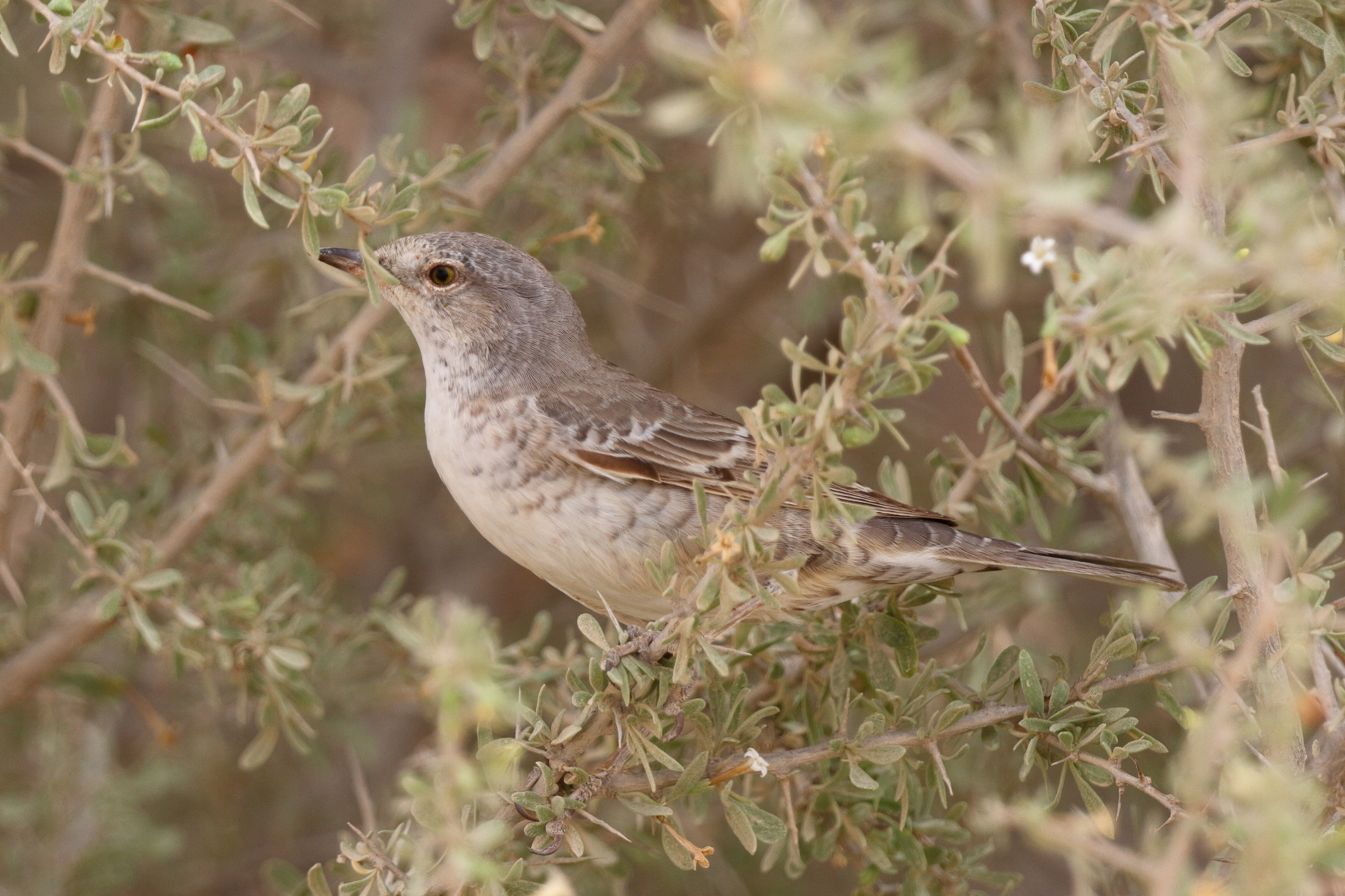 Barred Warbler. Qatar, 23 April 2013 © Neil G. Morris.