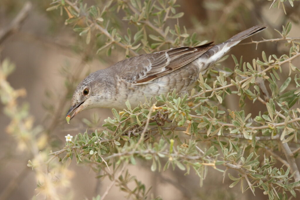 Barred Warbler. Qatar, 23 April 2013 © Neil G. Morris.