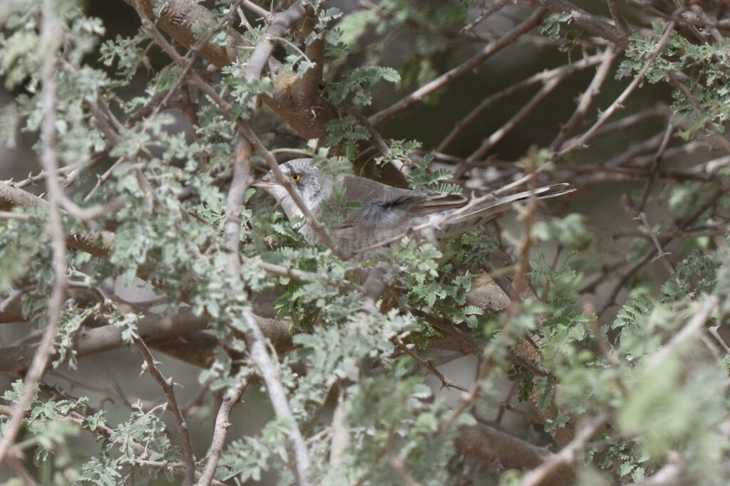 Barred Warbler. Qatar, 02 April 2014 © Neil G. Morris.