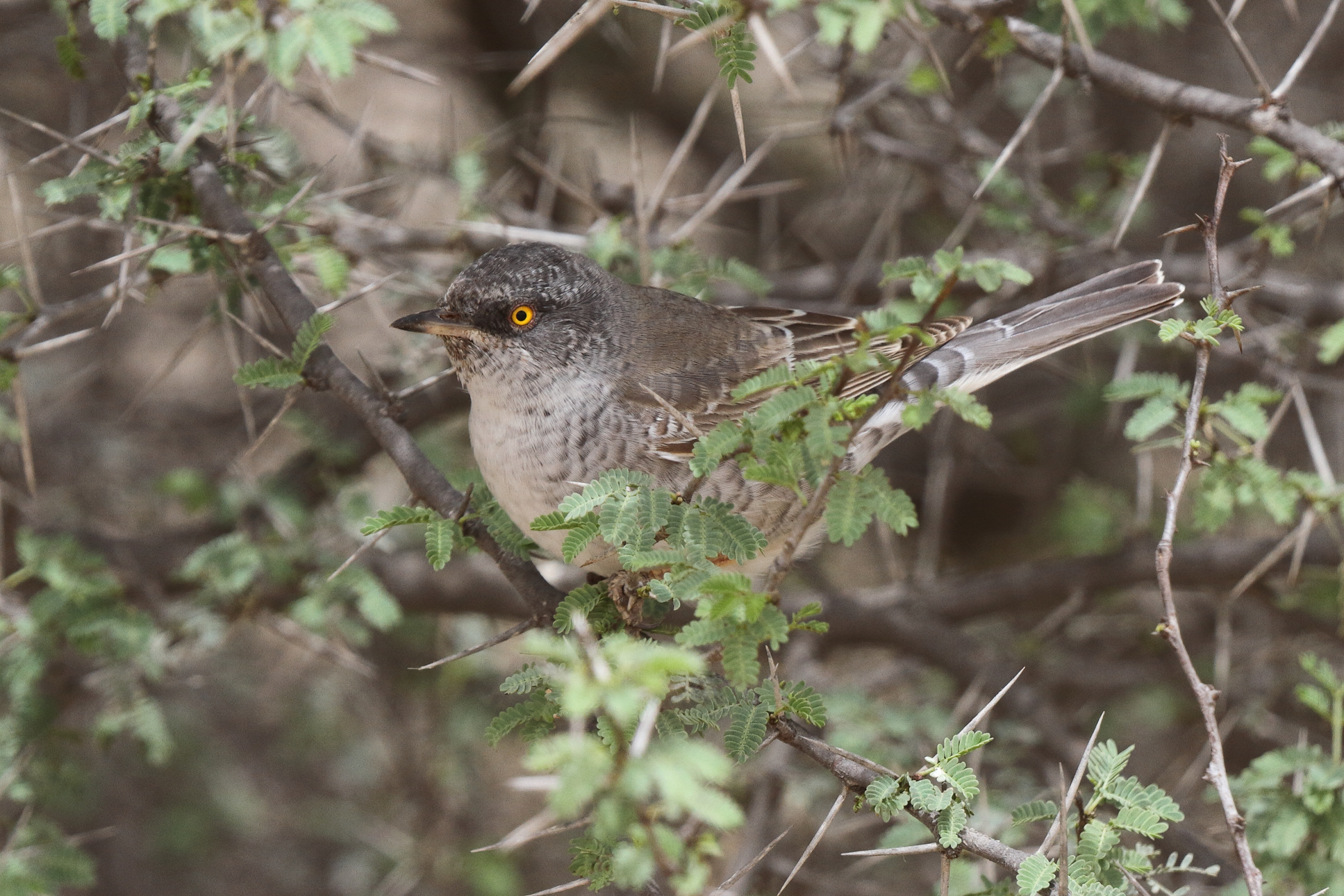 Barred Warbler. Qatar, 03 April 2014 © Neil G. Morris.