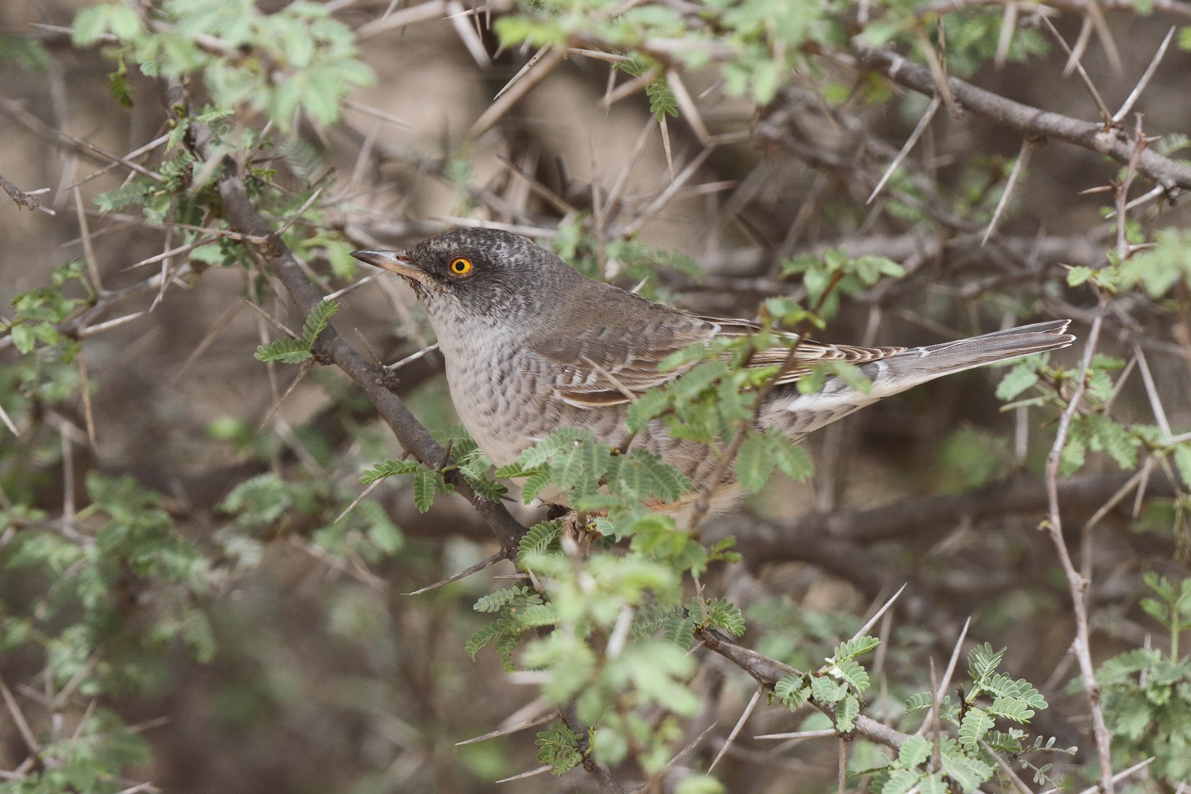 Barred Warbler. Qatar, 03 April 2014 © Neil G. Morris.
