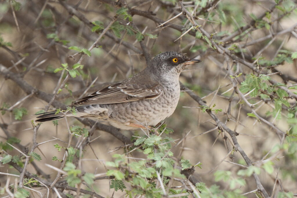 Barred Warbler. Qatar, 03 April 2014 © Neil G. Morris.