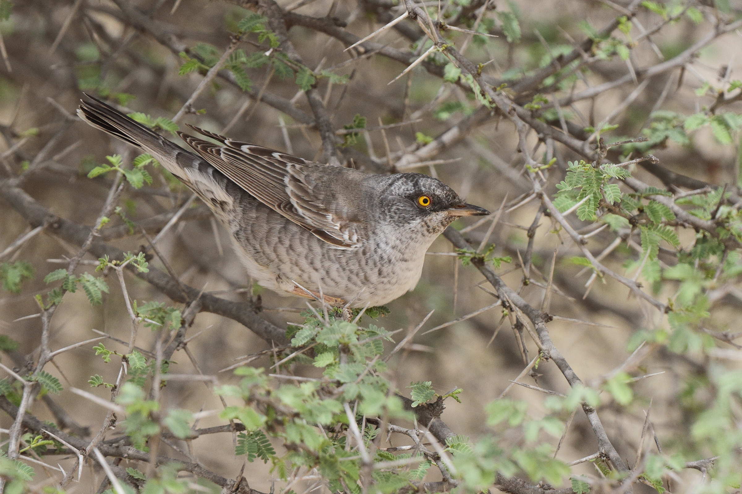 Barred Warbler. Qatar, 03 April 2014 © Neil G. Morris.