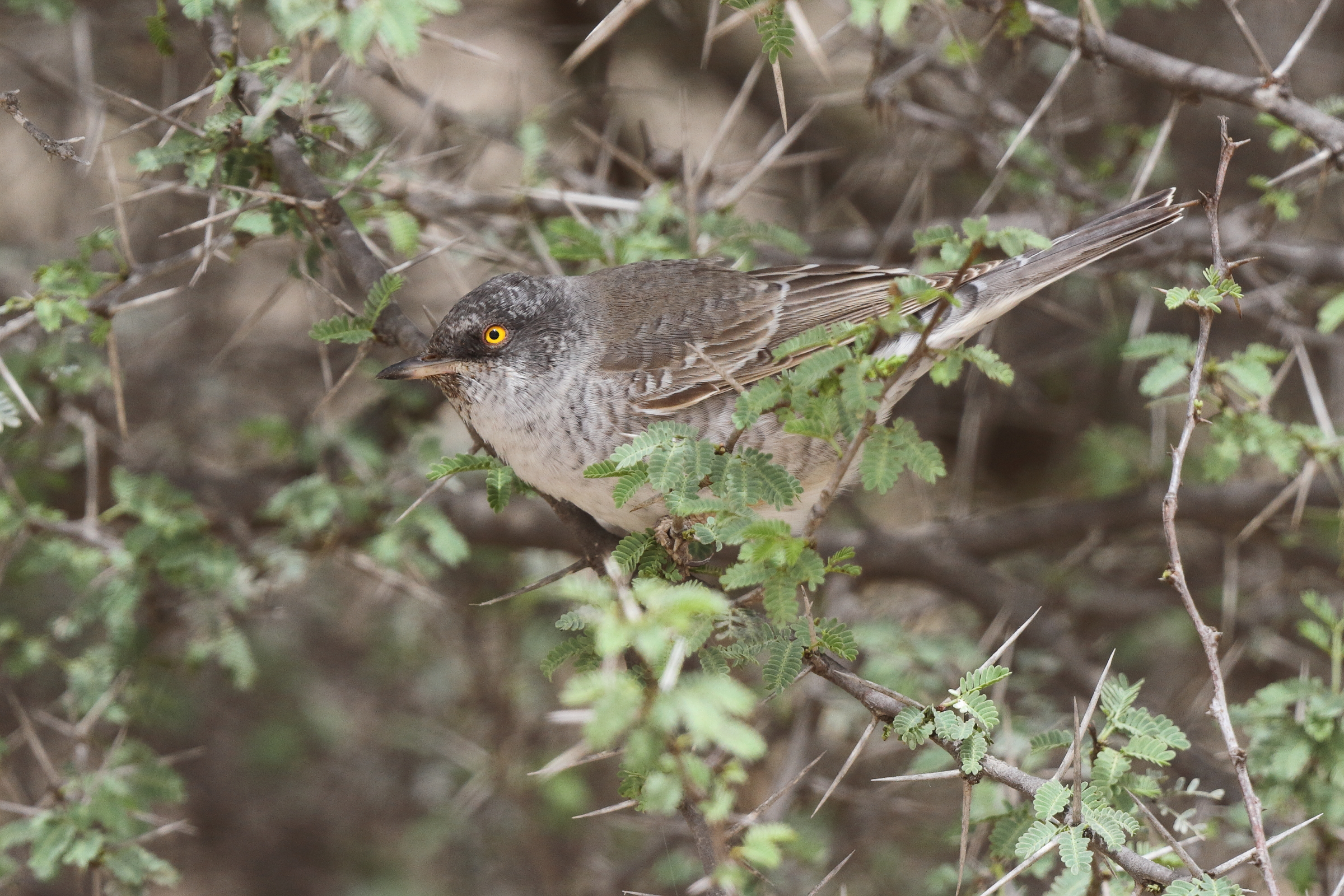 Barred Warbler. Qatar, 03 April 2014 © Neil G. Morris.