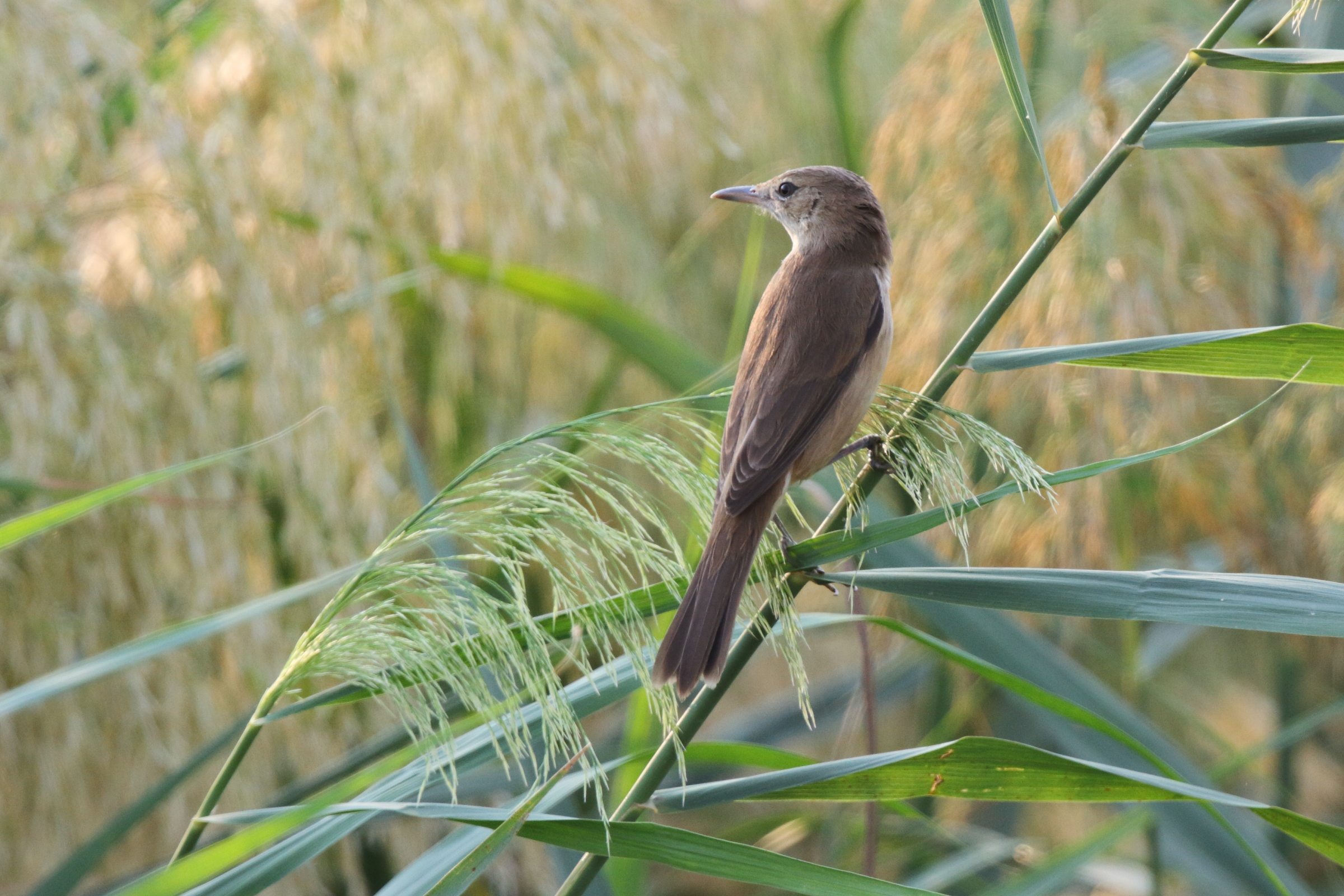 Clamorous Reed Warbler. Qatar, 04 November 2012 © Neil G. Morris.