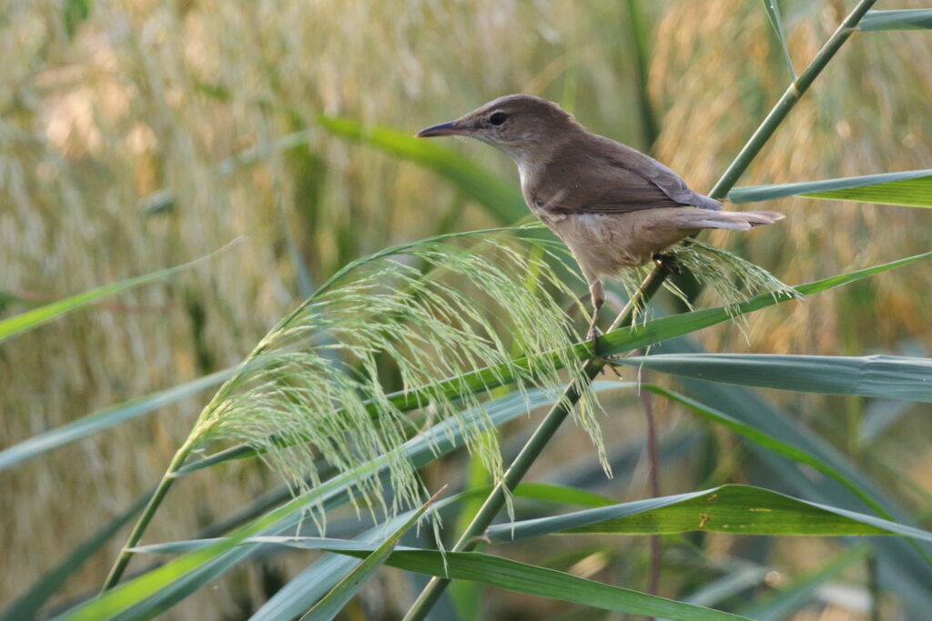 Clamorous Reed Warbler. Qatar, 04 November 2012 © Neil G. Morris.