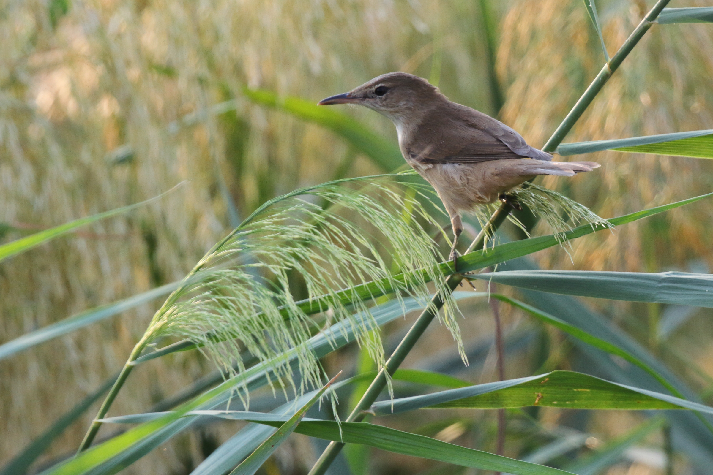 Clamorous Reed Warbler. Qatar, 04 November 2012 © Neil G. Morris.