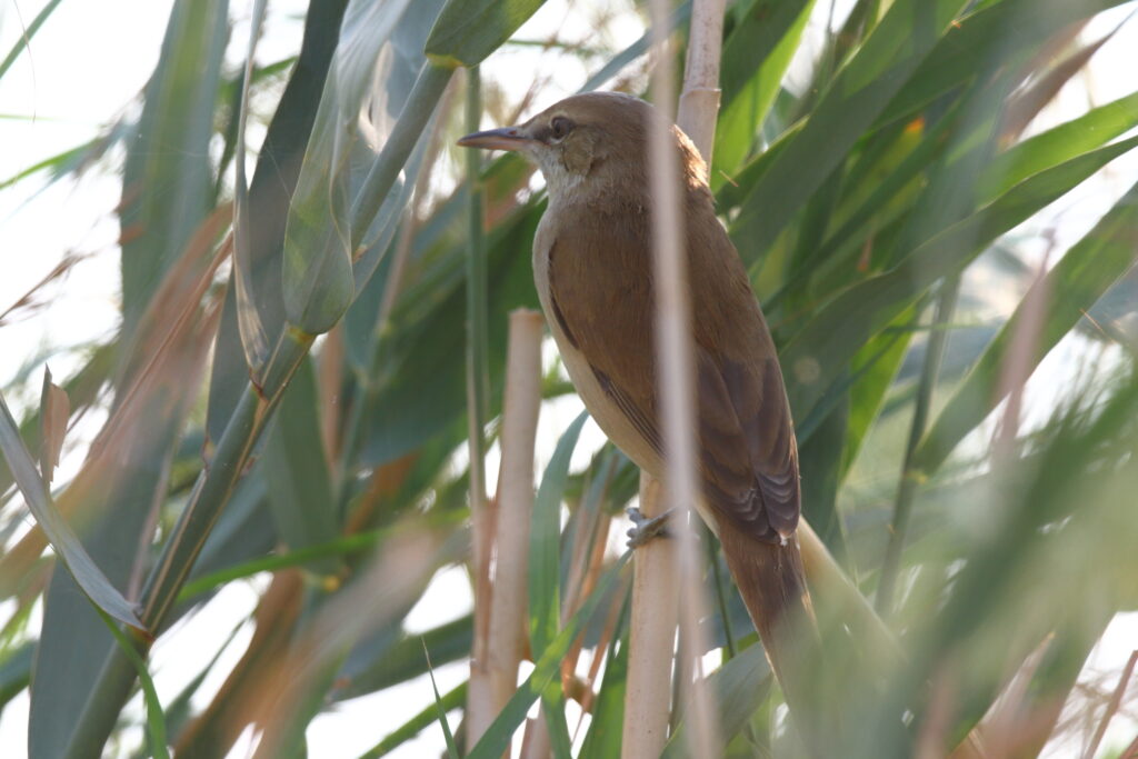 Clamorous Reed Warbler. Qatar, 04 November 2012 © Neil G. Morris.