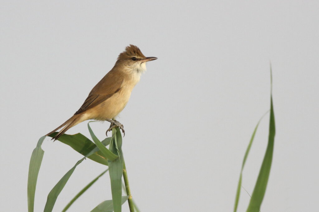 Clamorous Reed Warbler. Qatar, 11 November 2012 © Neil G. Morris.
