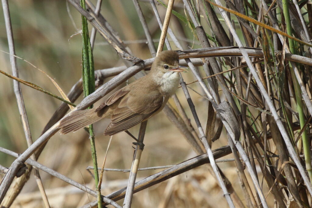 Clamorous Reed Warbler. Qatar, 25 February 2013 © Neil G. Morris.