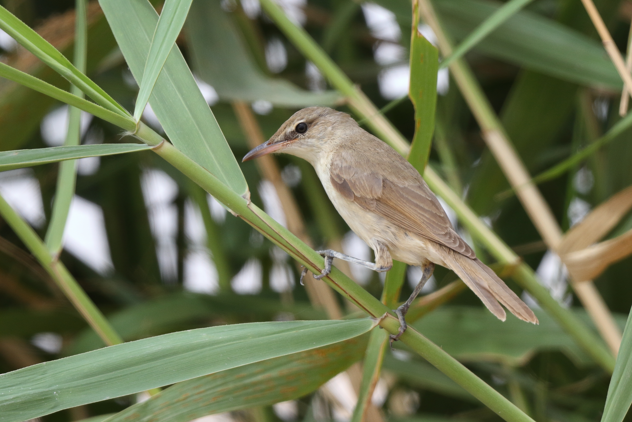 Clamorous Reed Warbler. Qatar, 28 April 2013 © Neil G. Morris.