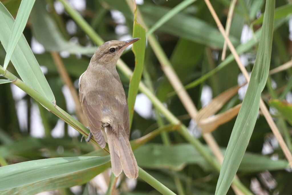 Clamorous Reed Warbler. Qatar, 28 April 2013 © Neil G. Morris.