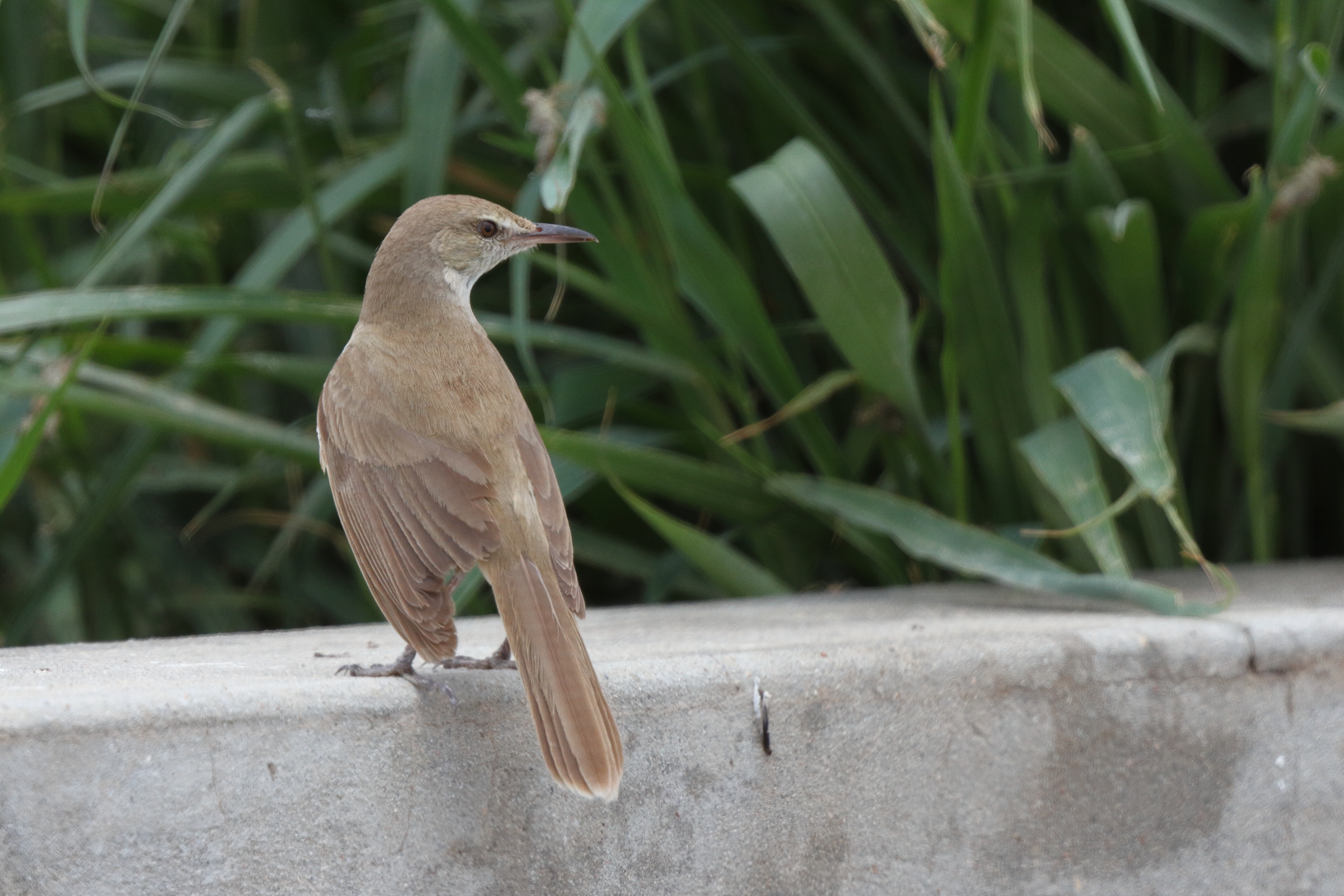 Clamorous Reed Warbler. Qatar, 28 April 2013 © Neil G. Morris.