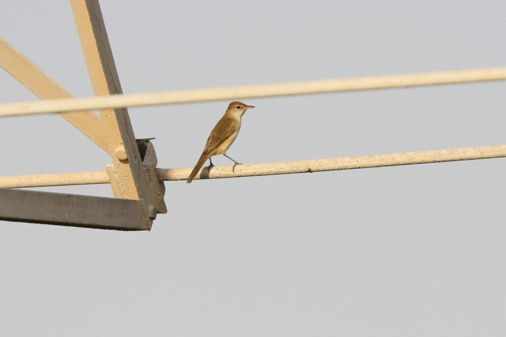 Clamorous Reed Warbler. Qatar, 14 November 2013 © Neil G. Morris.
